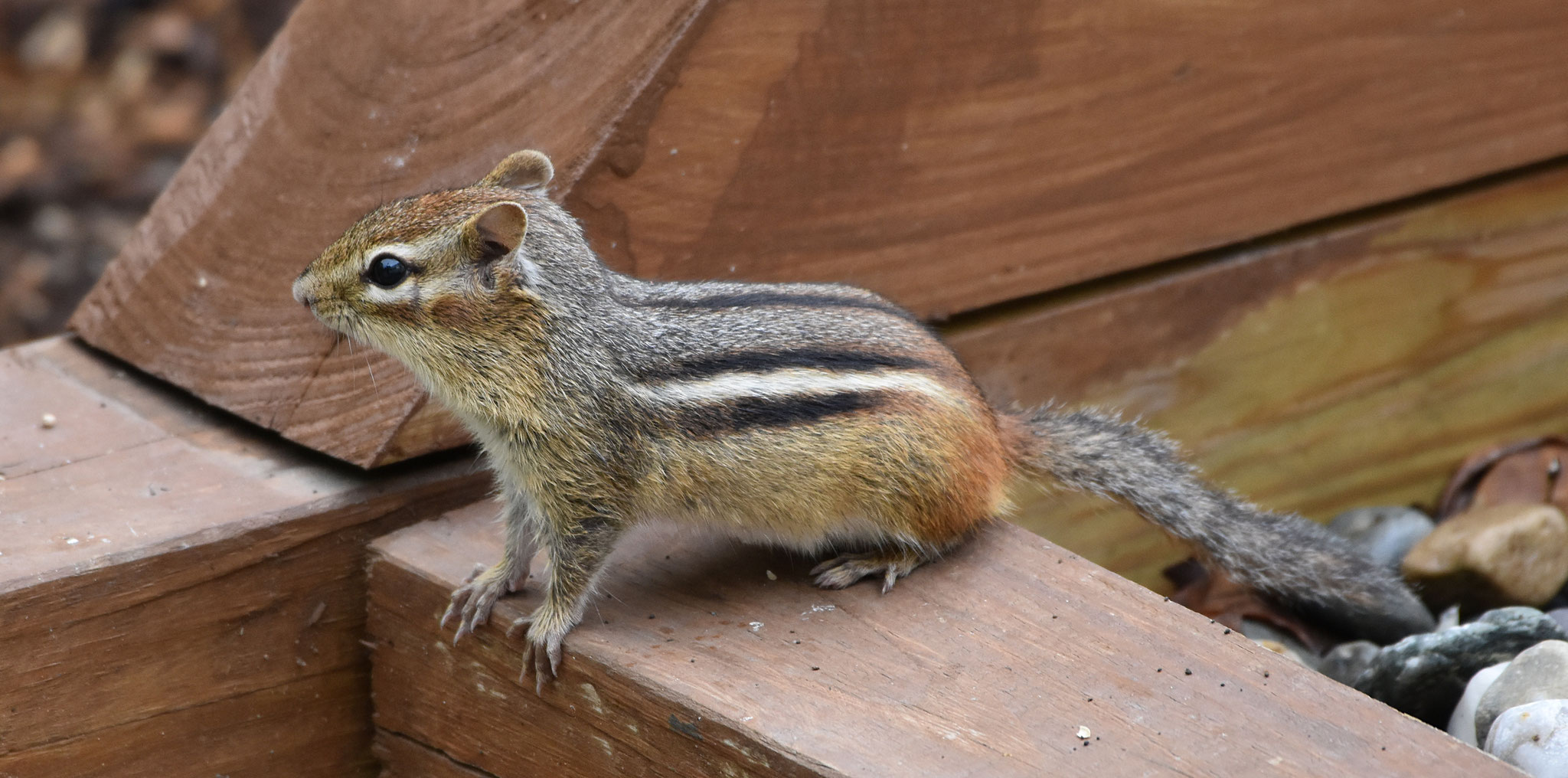 Chipmunk