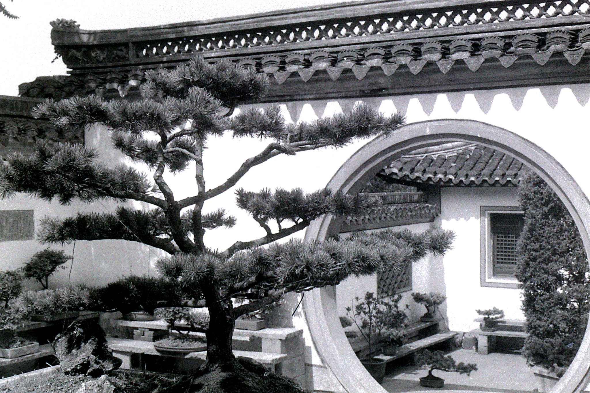 27/6/1989: 24: Shaoxing, bonsai