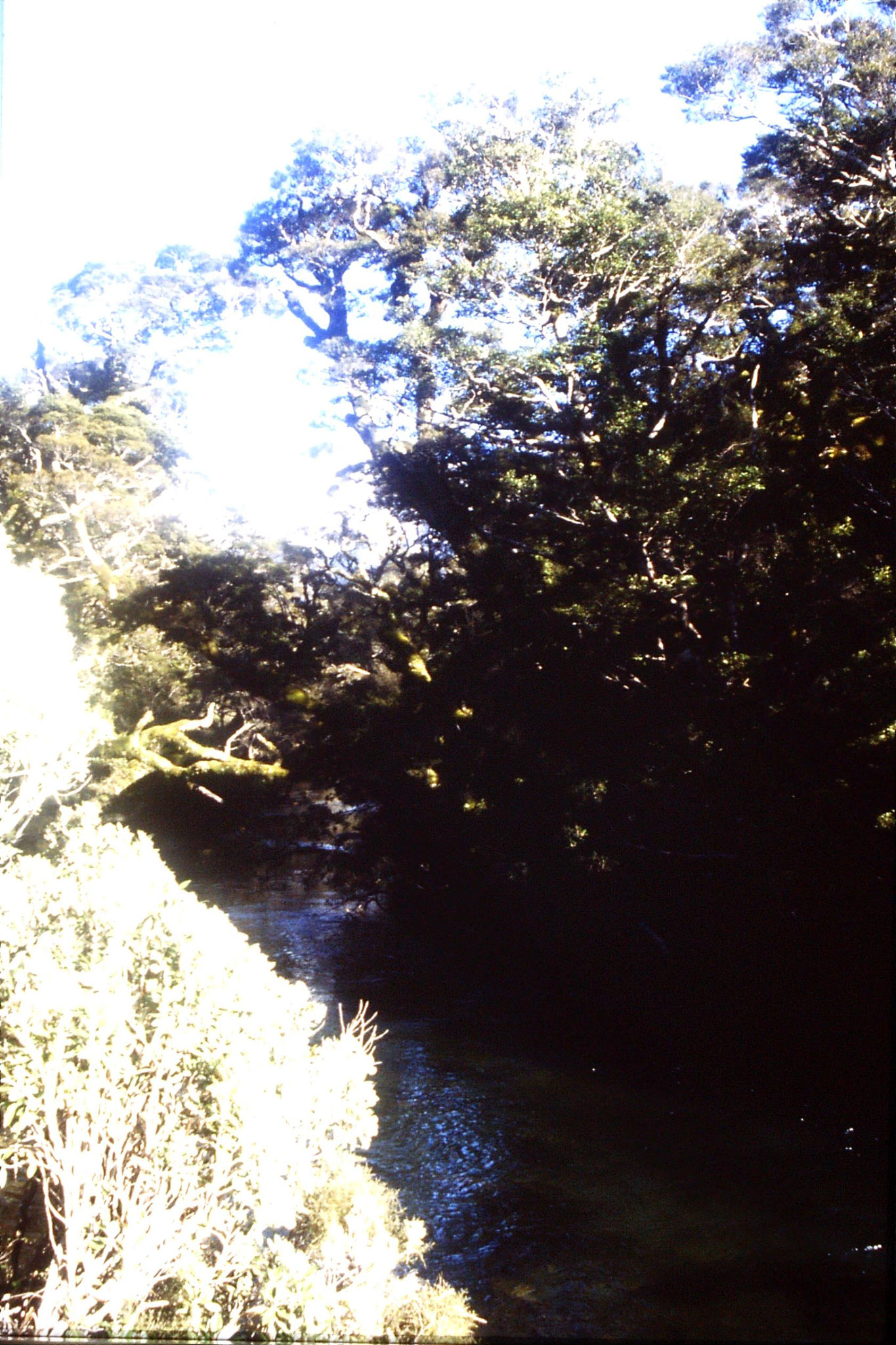 15/8/1990: 33: stream flowing from Lake Gunn