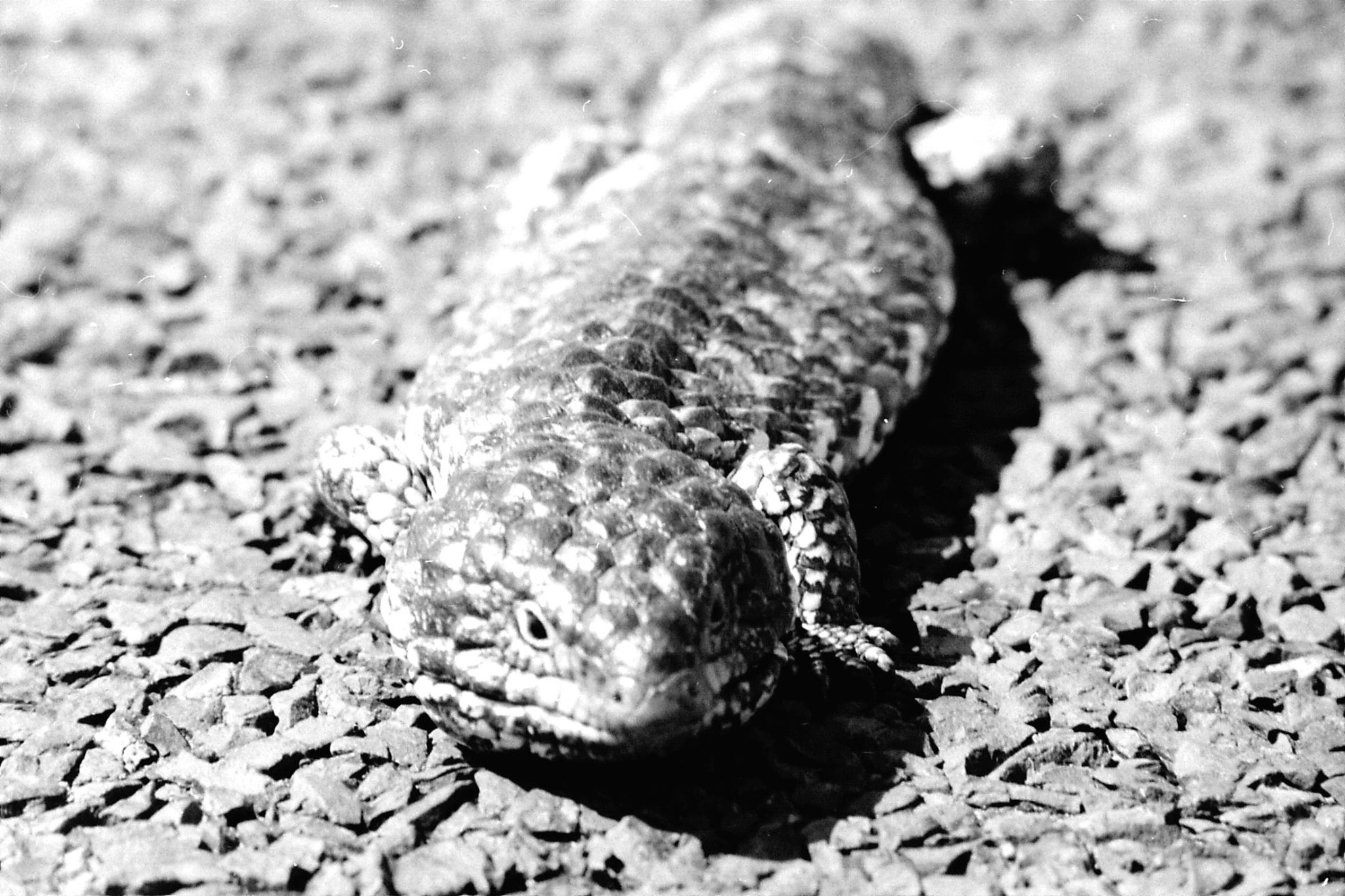 23/9/1990: 9: Little Desert stump tailed lizard