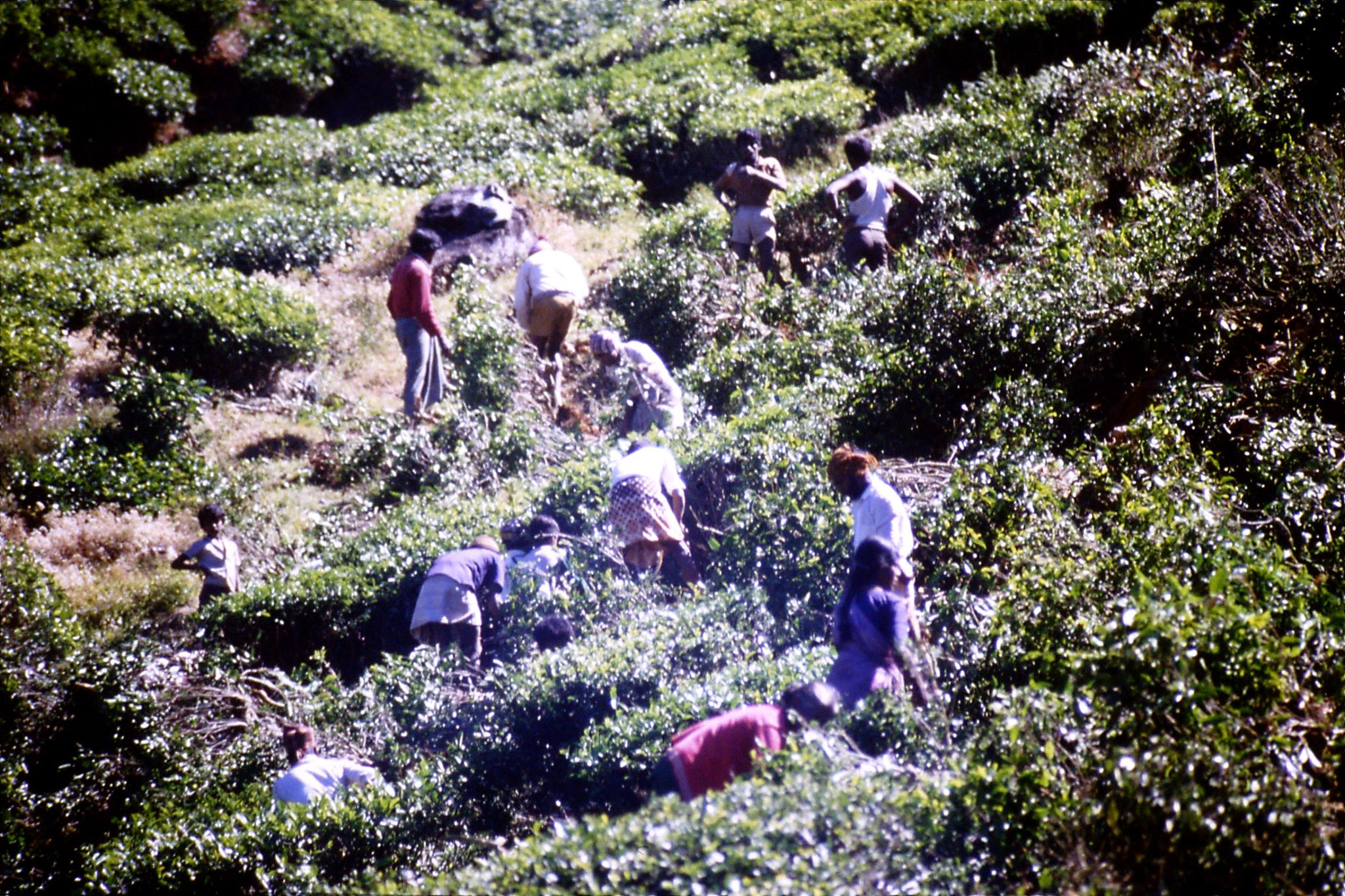 3/2/1990: 5: north of Nuwara Eliya, tea fields