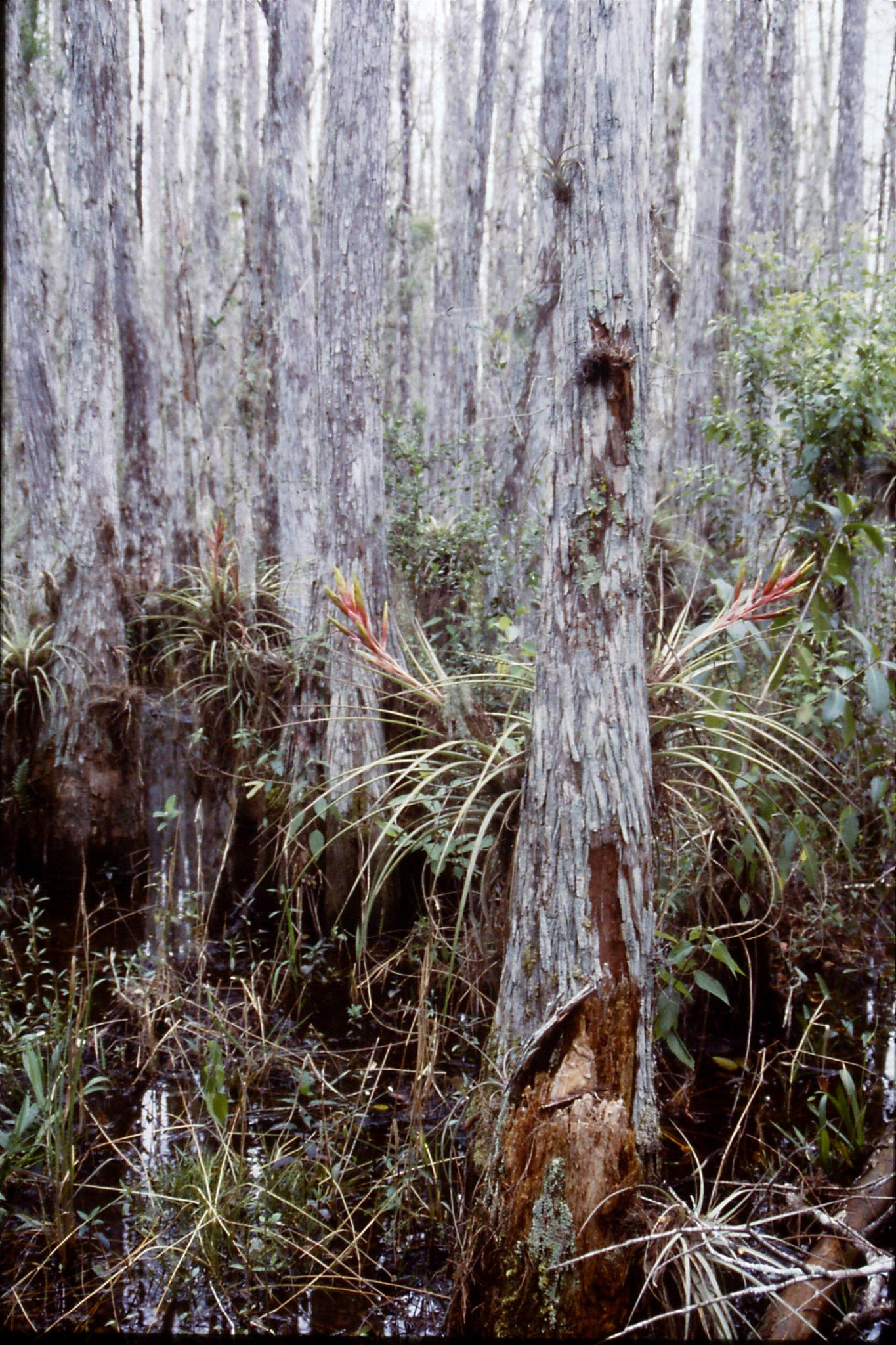 25/2/1991: 15: Corkscrew Swamp