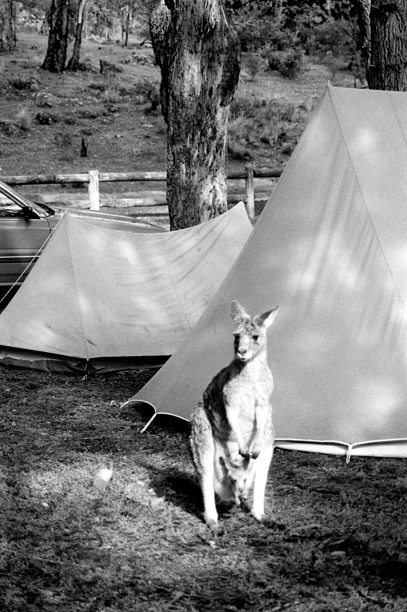 21/9/1990: 27: Grampians Zumsteins campsite