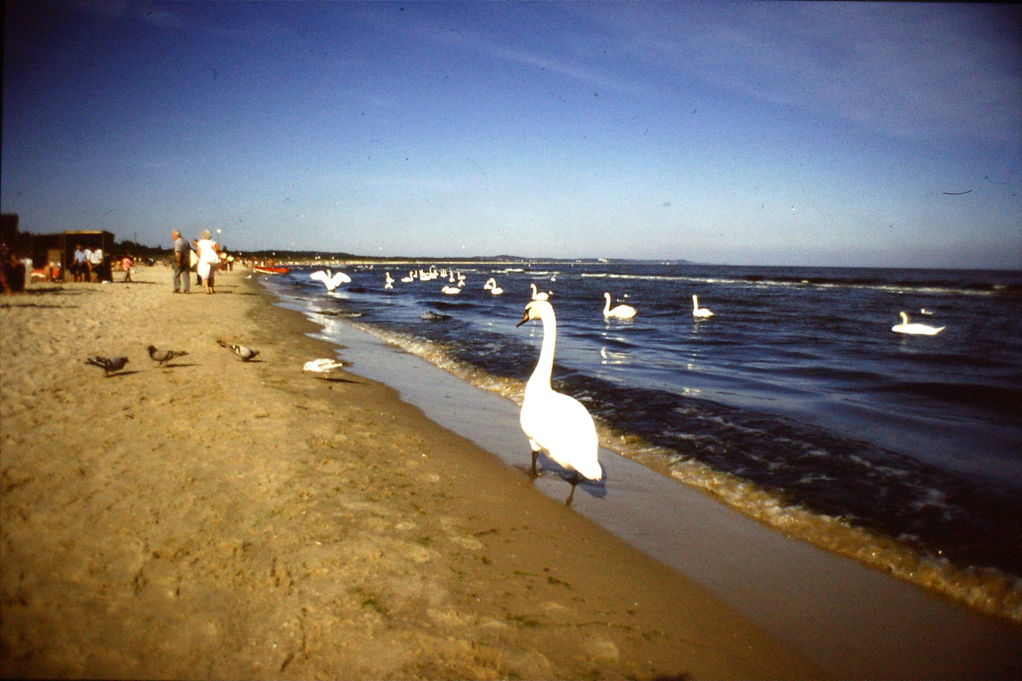 30/8/1988: 12: Swinoujscie, swans on beach