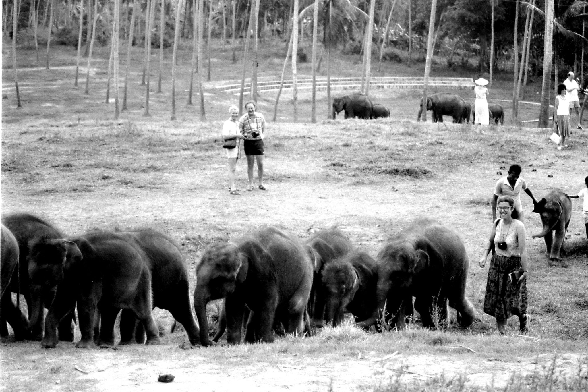 10/2/90: 33: Kegalla elephant orphanage