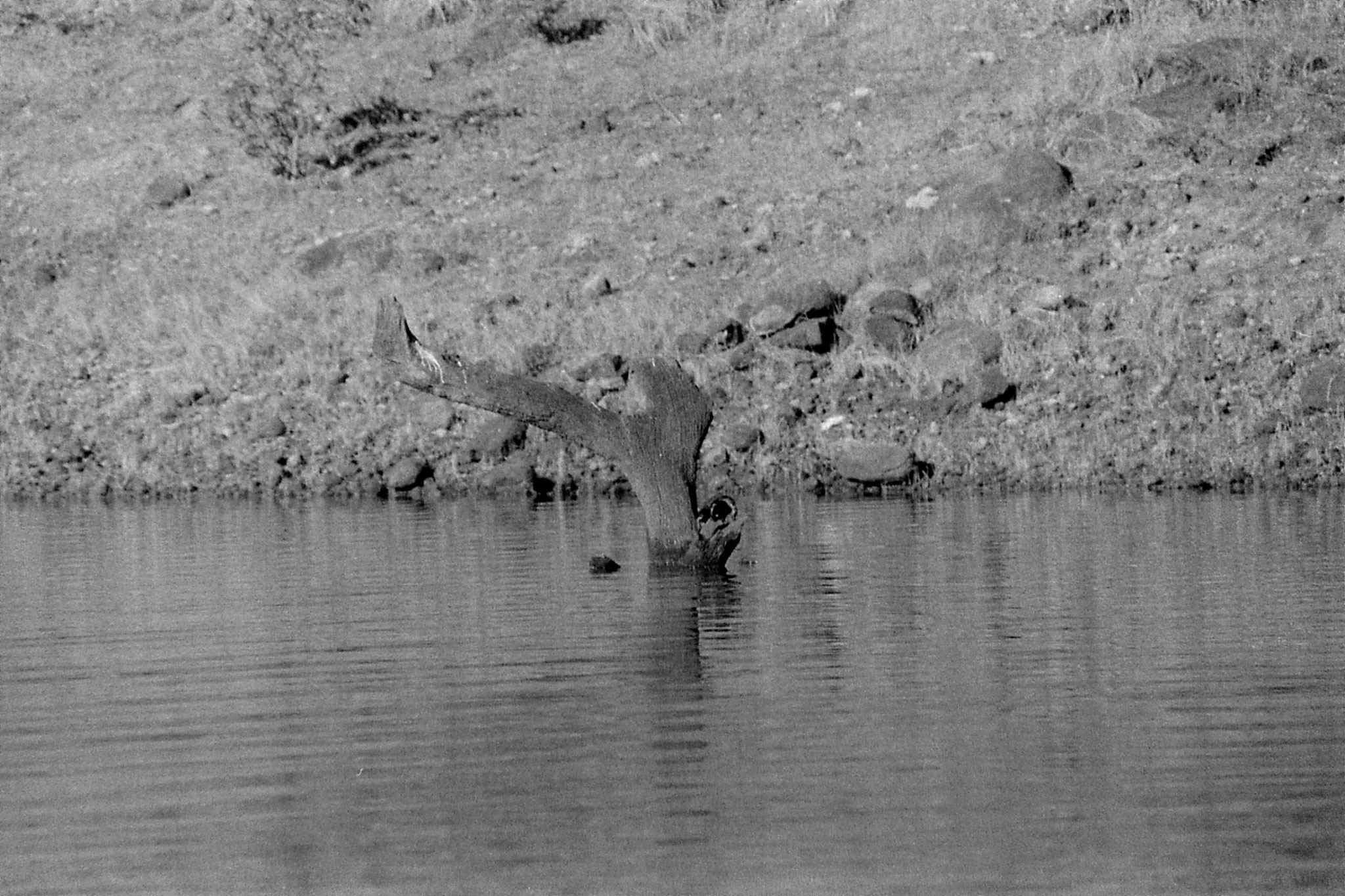 097/26: 23/2/1990 Periyar turtle