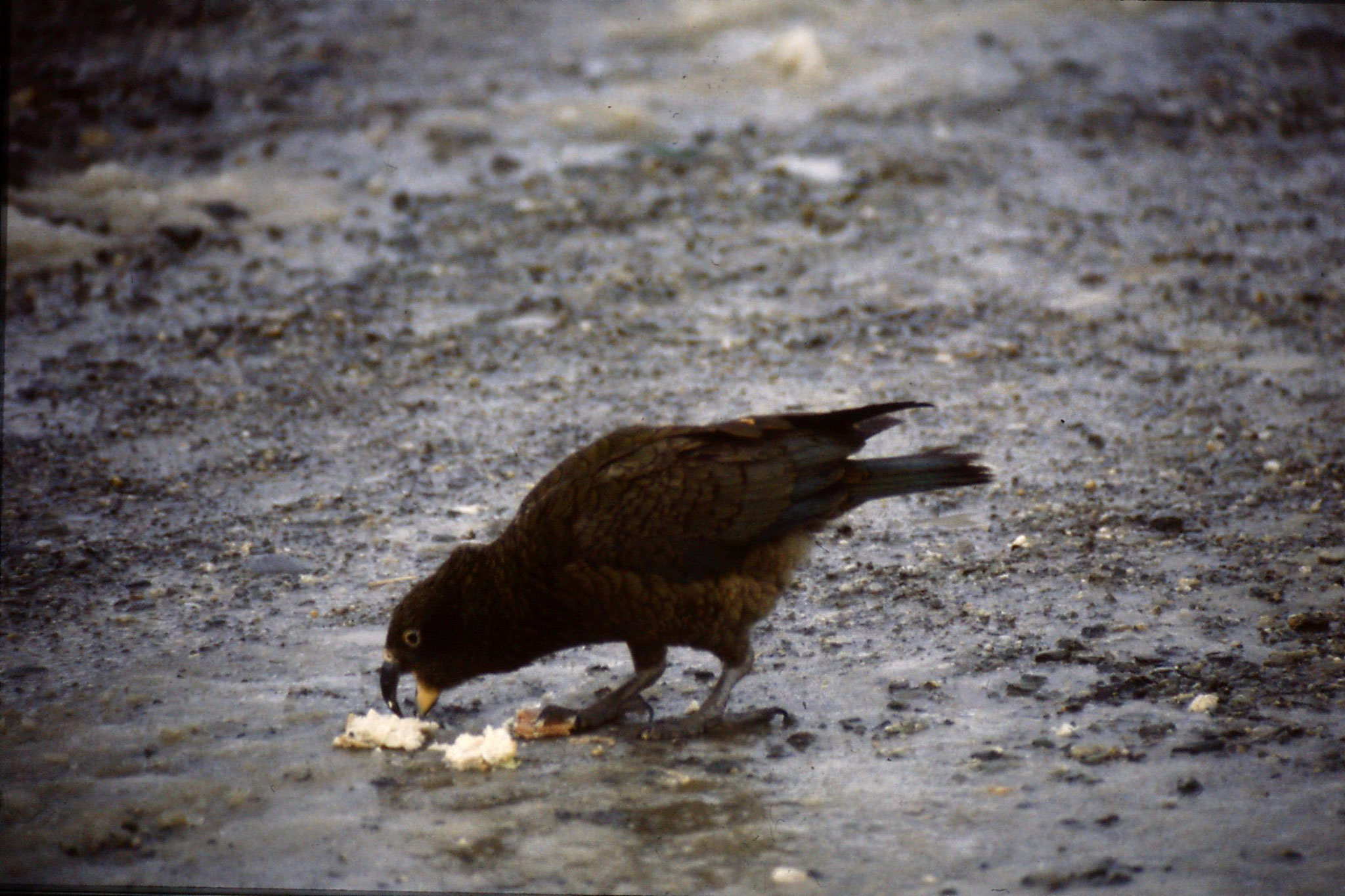 12/8/1990: 25: Kea