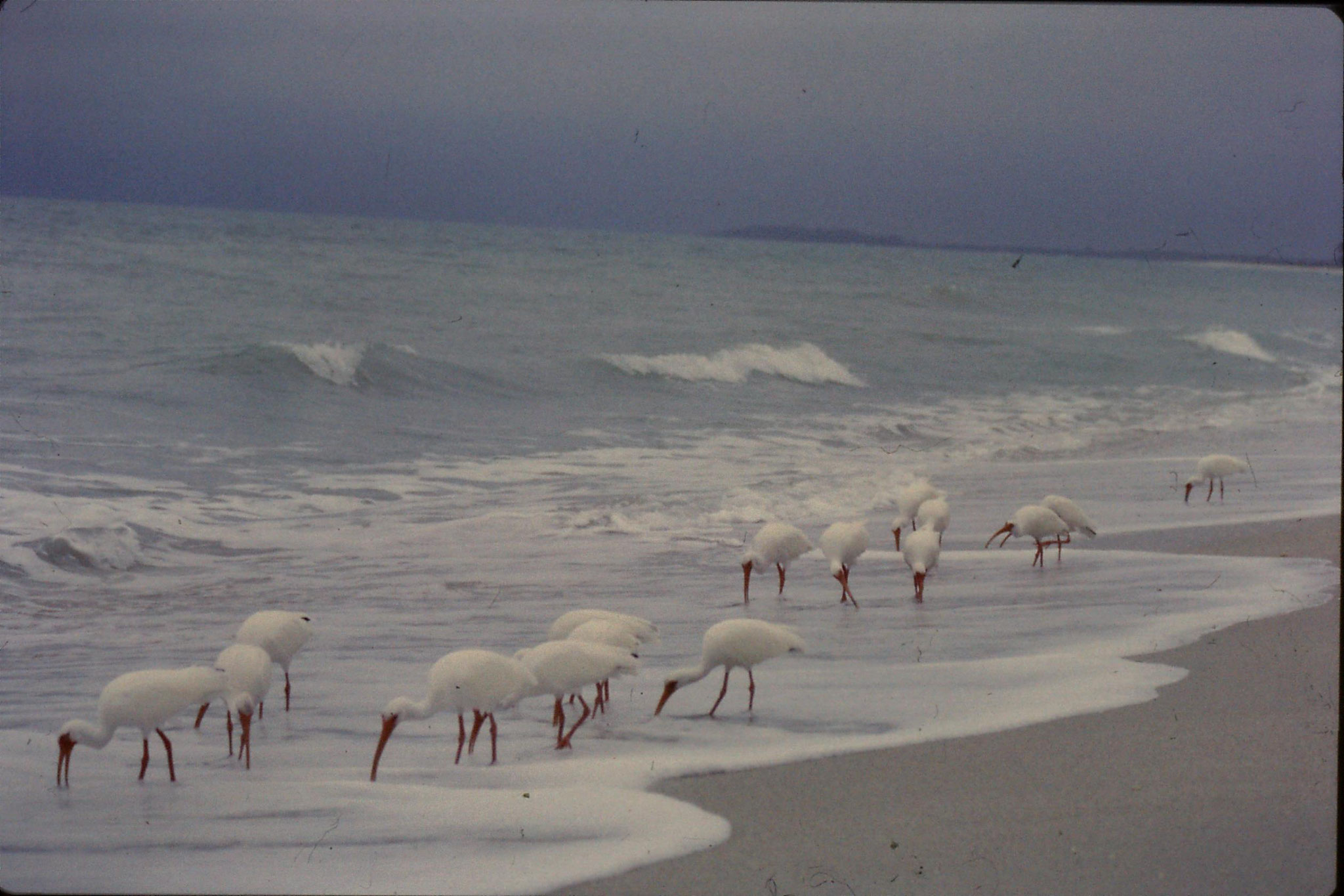 25/2/1991: 2: Sanibel Florida white ibises