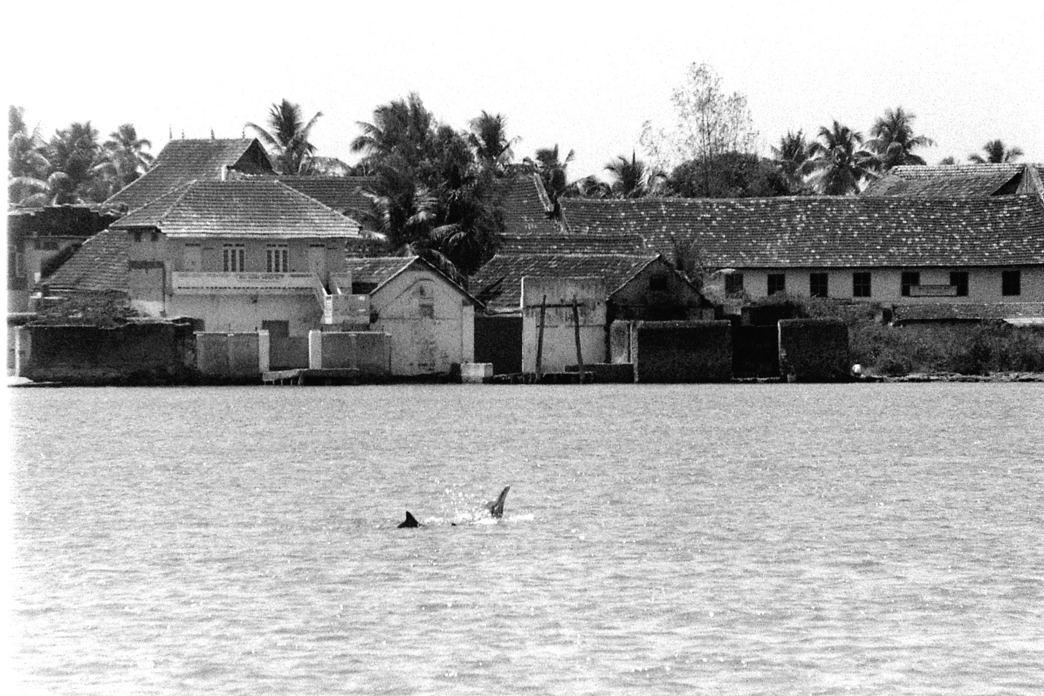 25/2/90: 5: Cochin dolphins and views of Fort Cochin