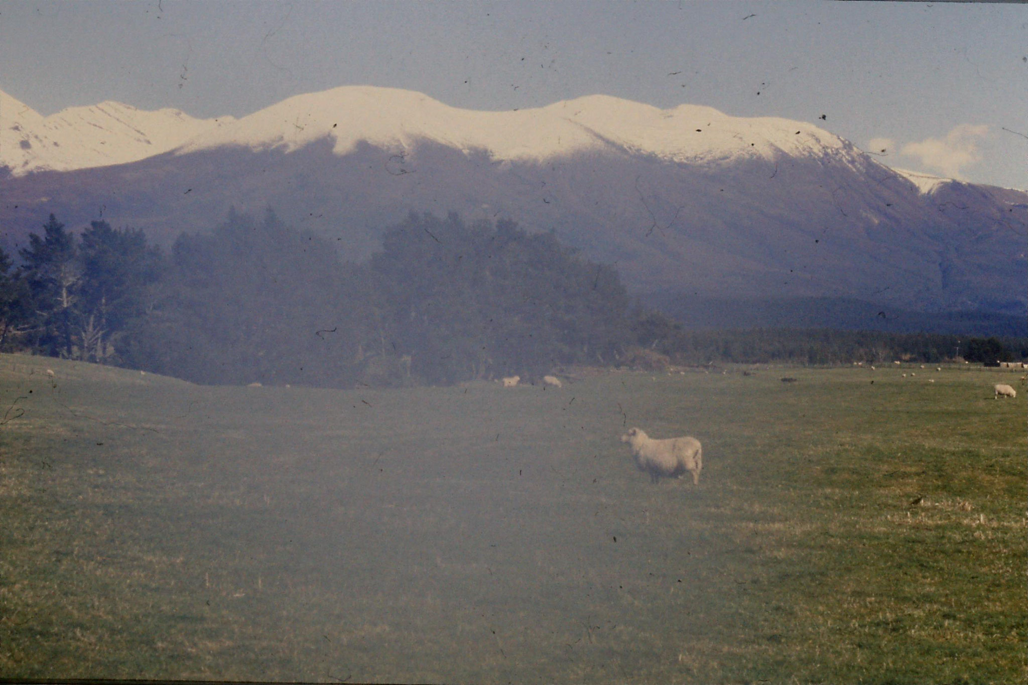 30/8/1990: 11: Tongariro from east