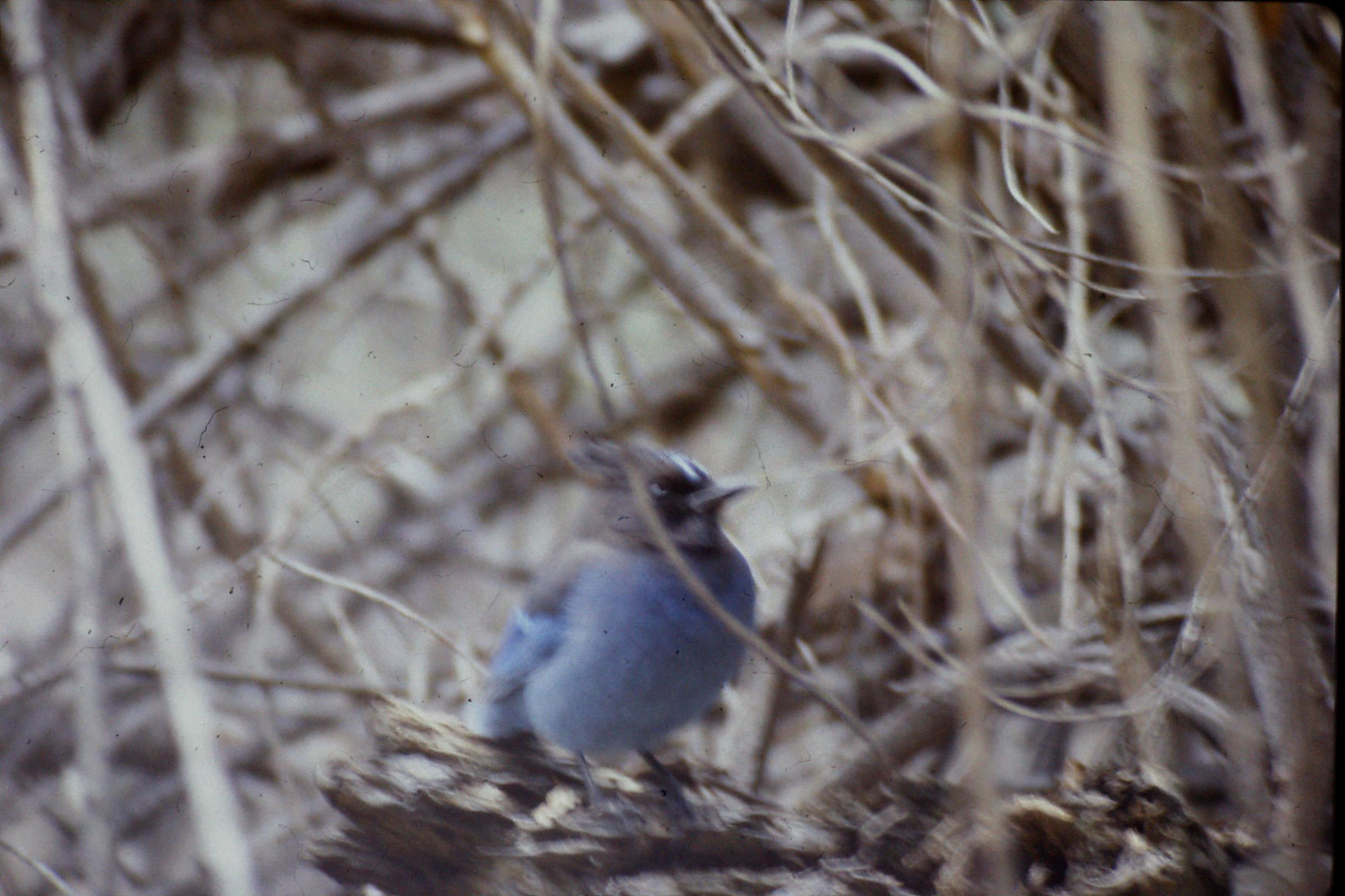 16/2/1991: 17: Yosemite Nat Park, Steller's Jay