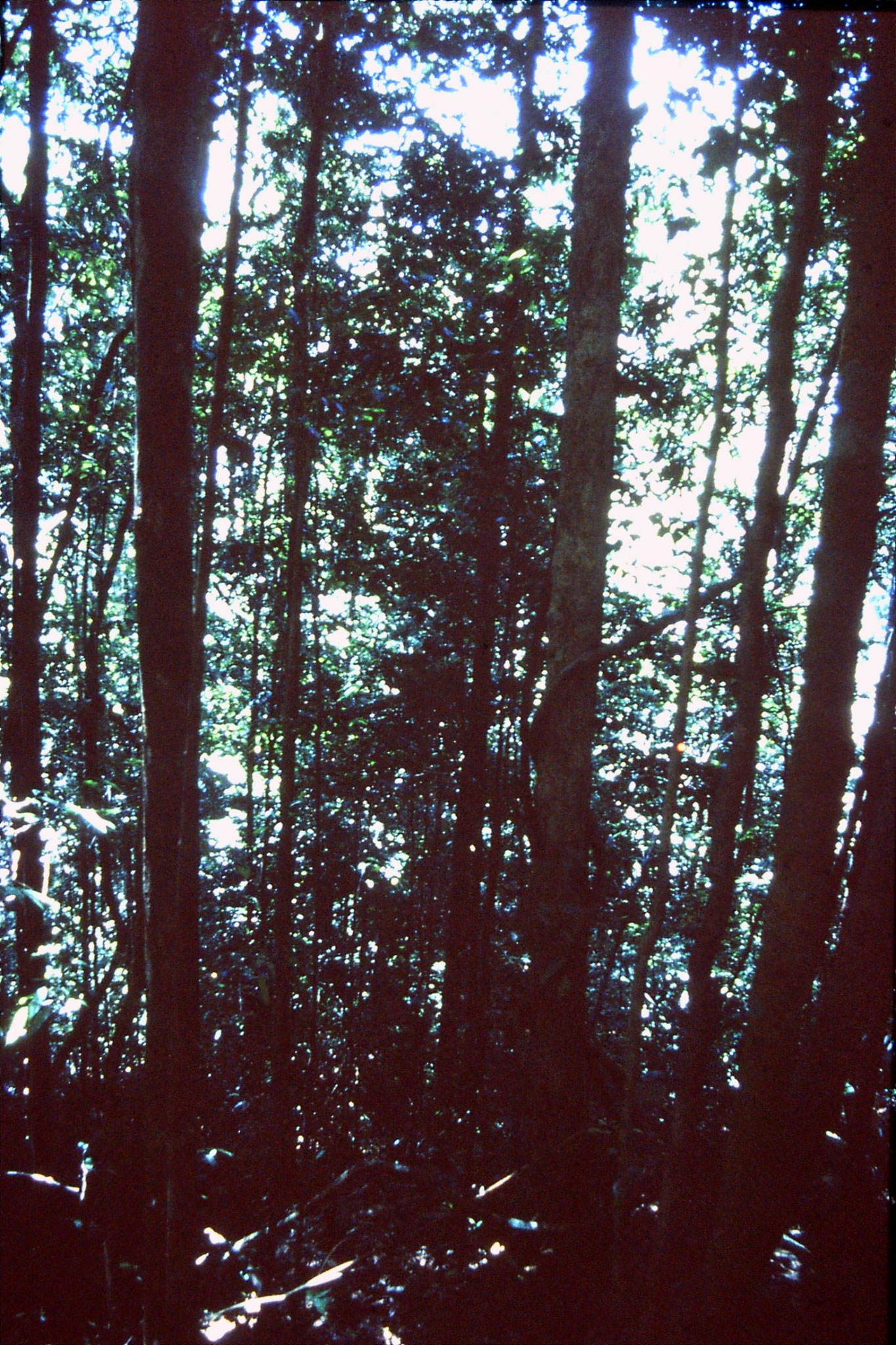 30/1/1990: 9: Sinharaja forest