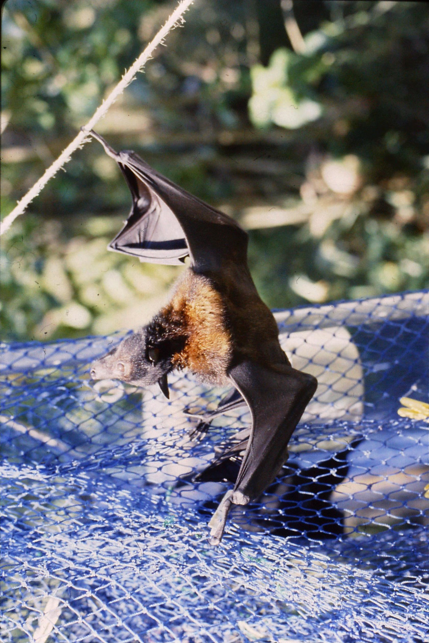 27/10/1990: 23: Cape Tribulation, flying foxes at High and Brigitta's place in Cairns