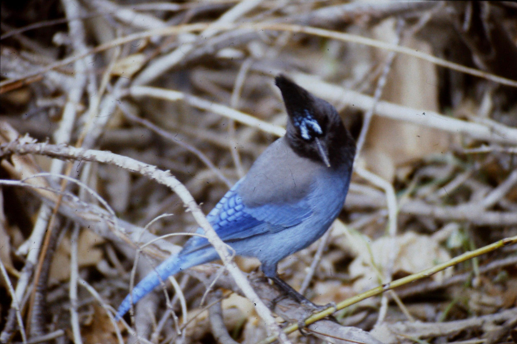 16/2/1991: 19: Yosemite Nat Park, Steller's Jay