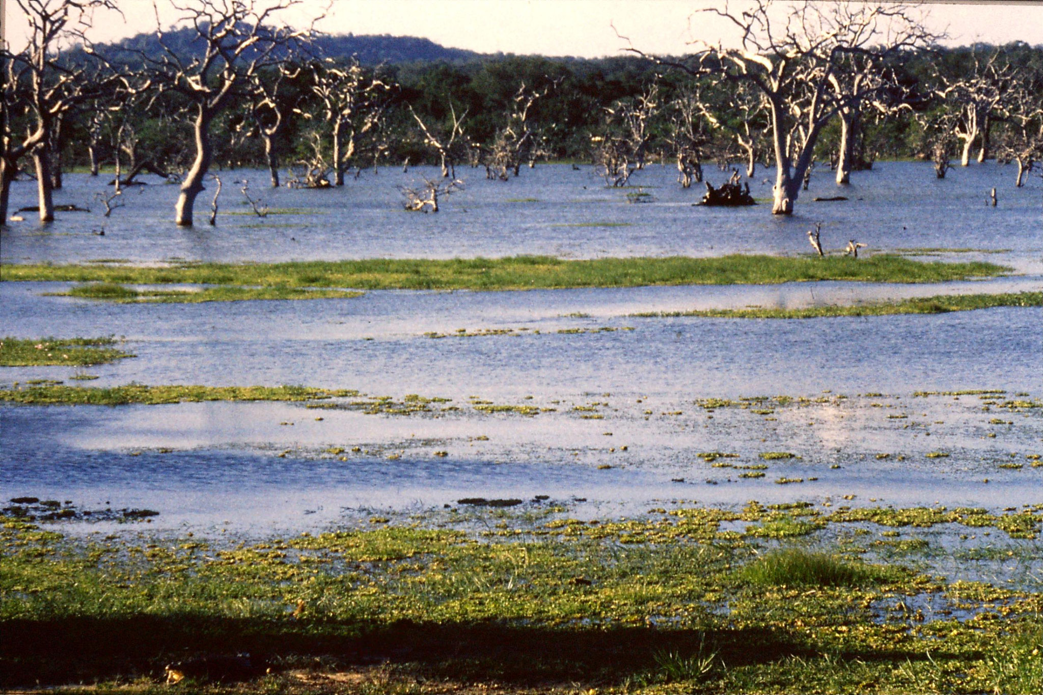 27/1/1989: 29: Yala National Park