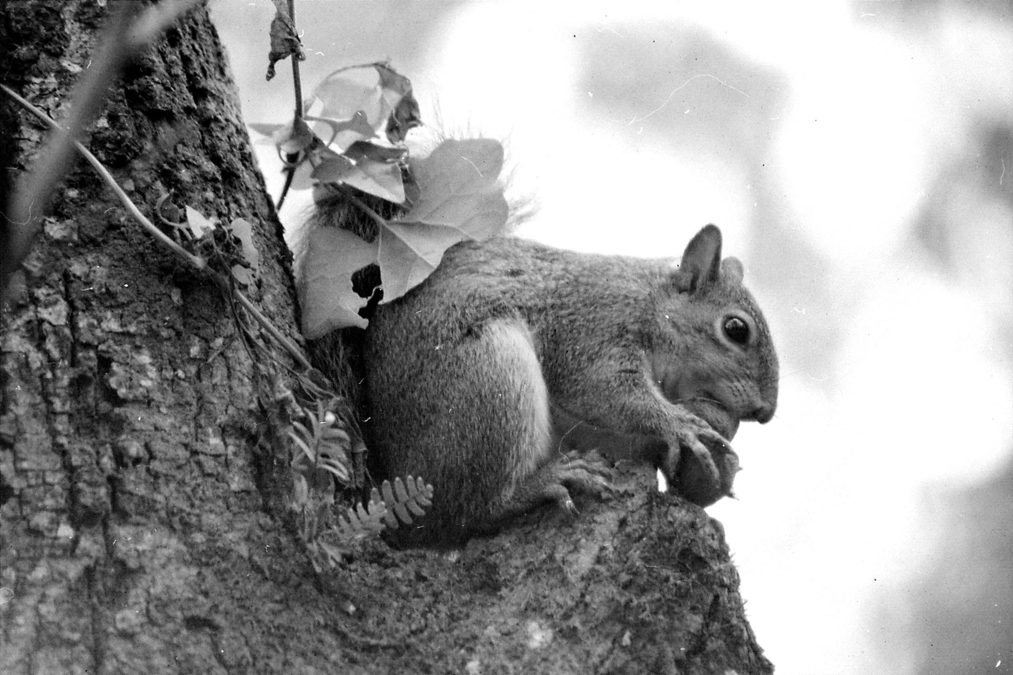 2/1/1991: 31: squirrel with nut