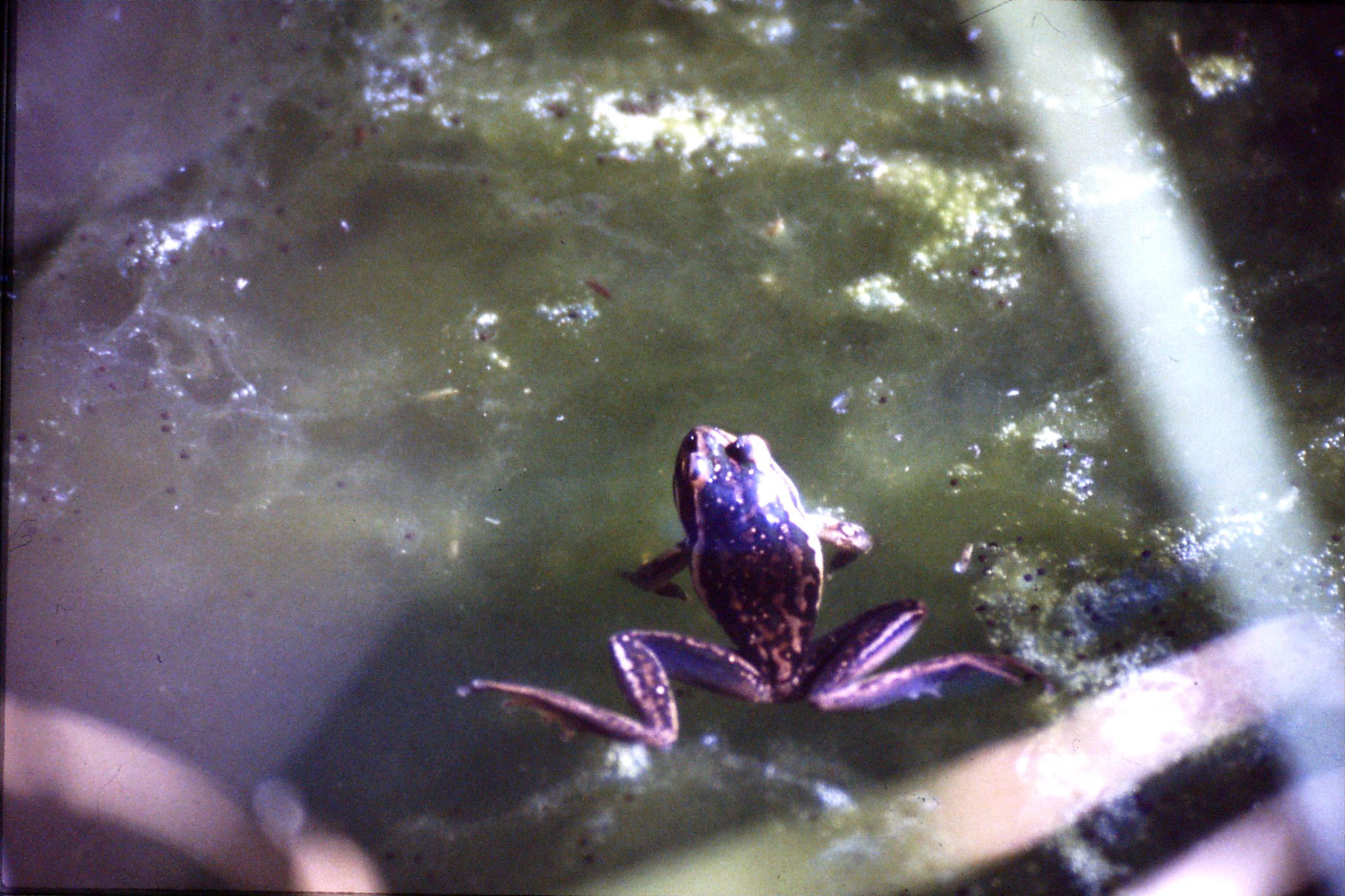 31/8/1990: 29: Waimangu frogs