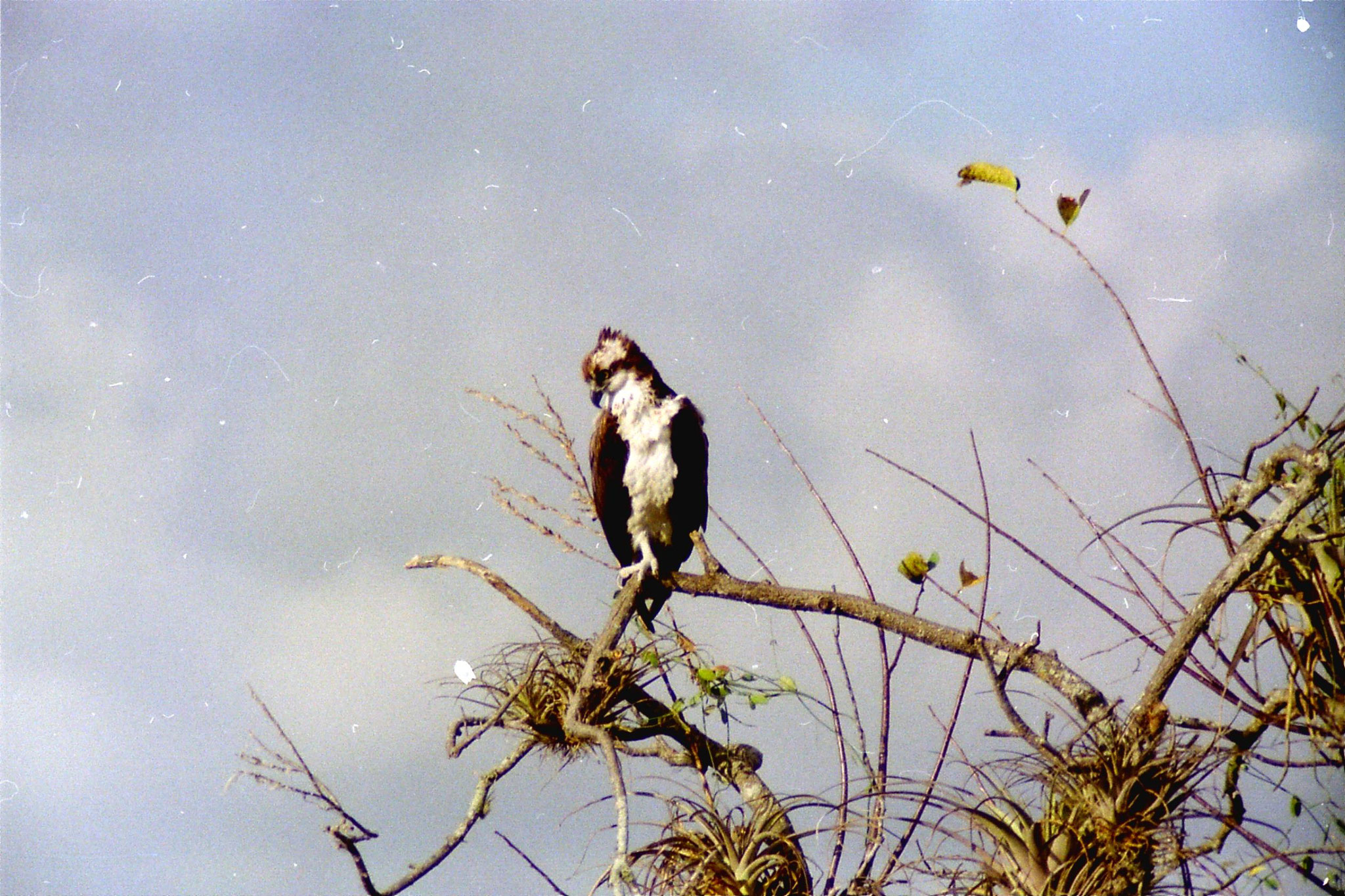Florida 1991