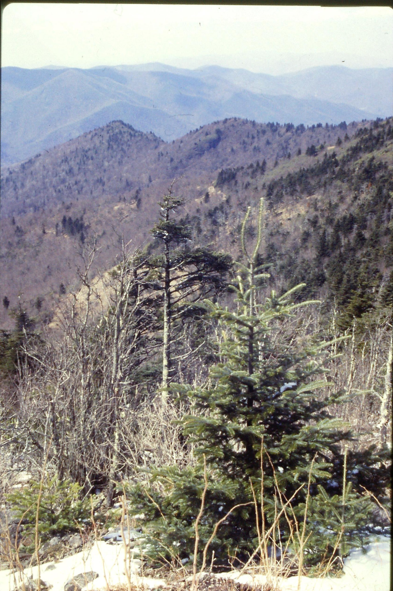 16/3/1991: 20: Road to Mt Mitchell N.C. looking NE towards Black Mountains