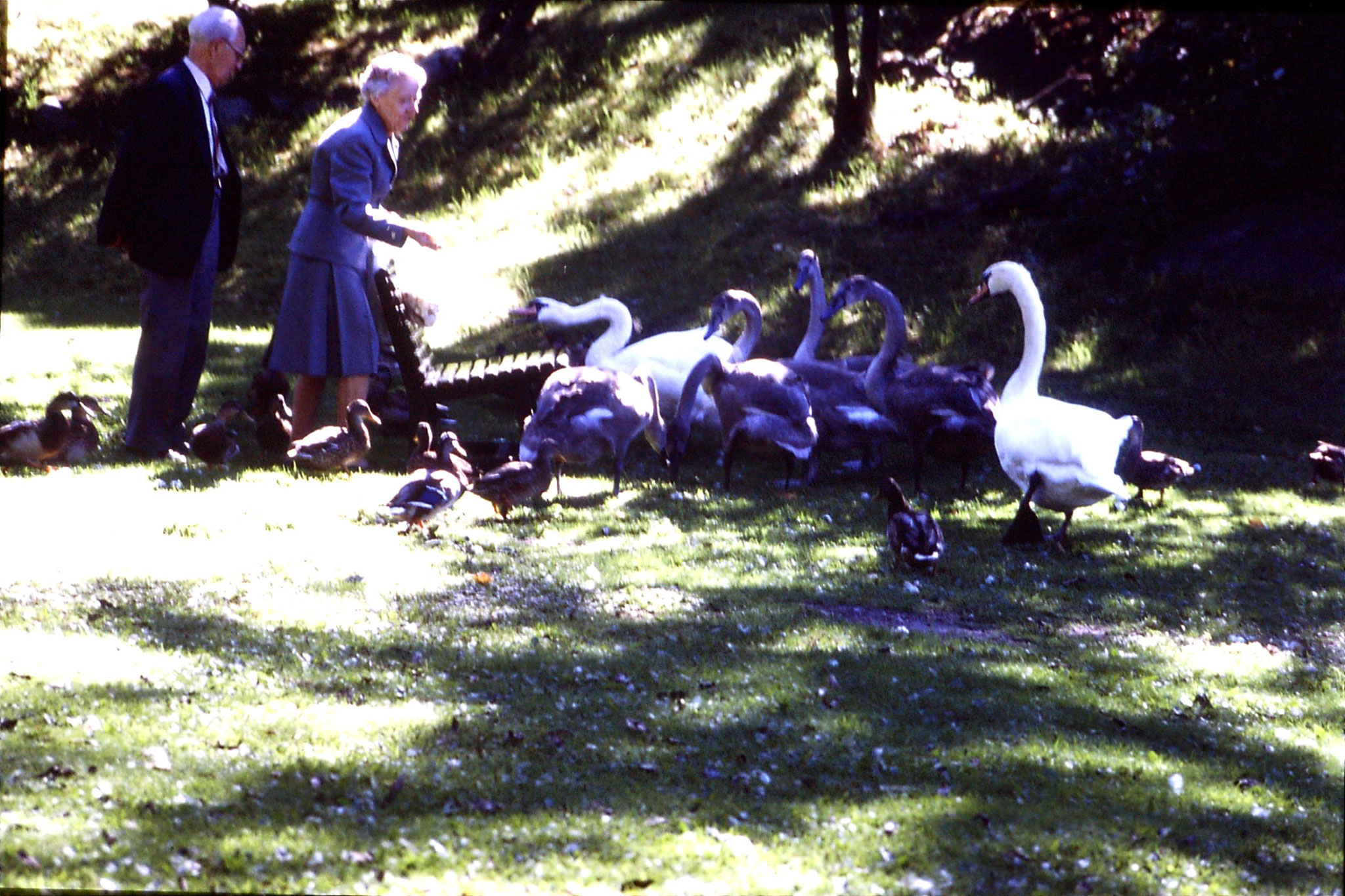 7/9/1988: 30: woman feeding swans