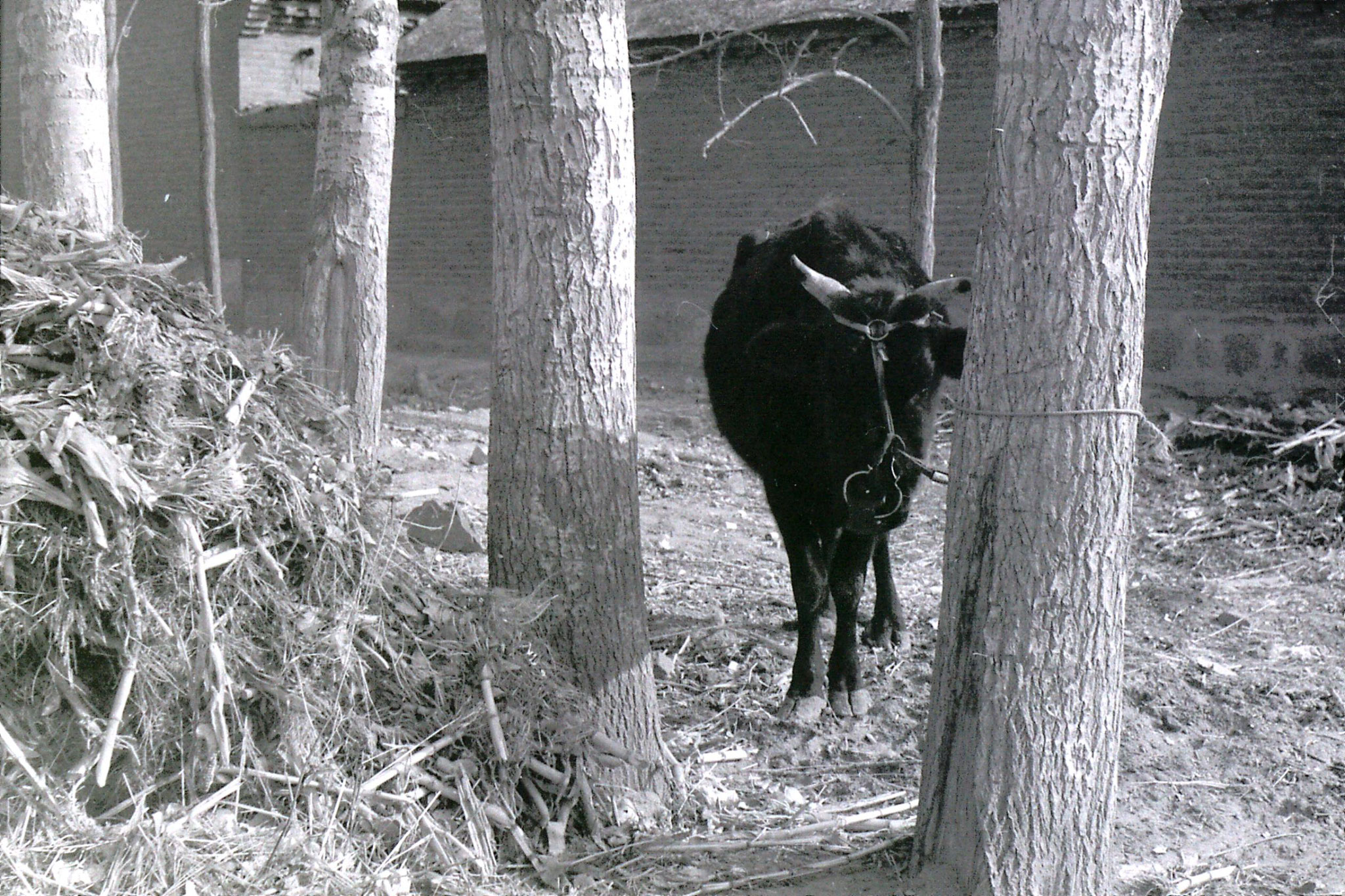 15/2/1989: 39:  Liu Bo's village