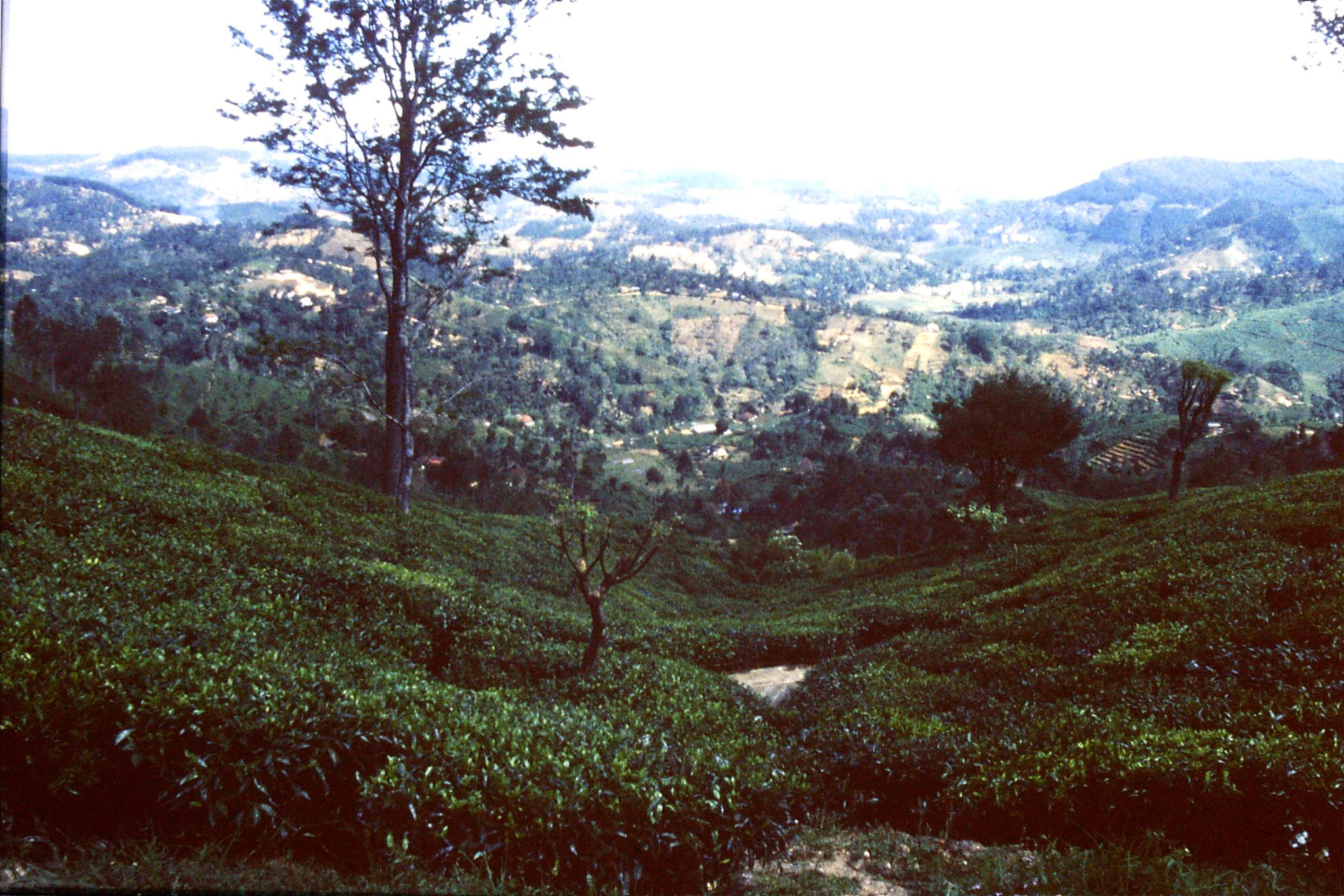 1/2/1990: 15: Haputale tea plantation