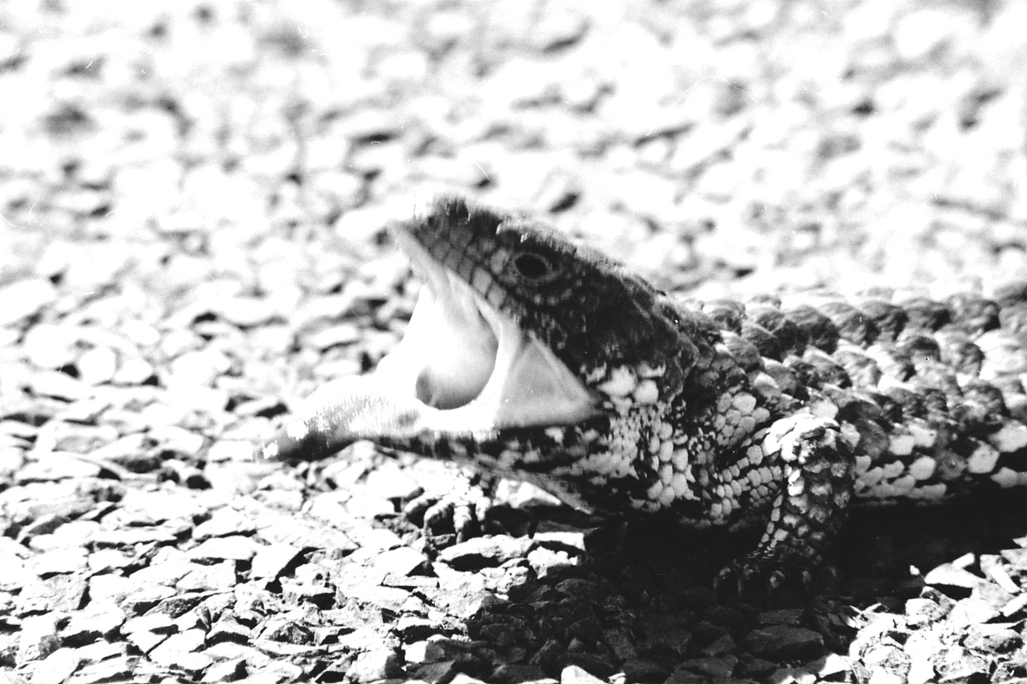 23/9/1990: 11: Little Desert stump tailed lizard