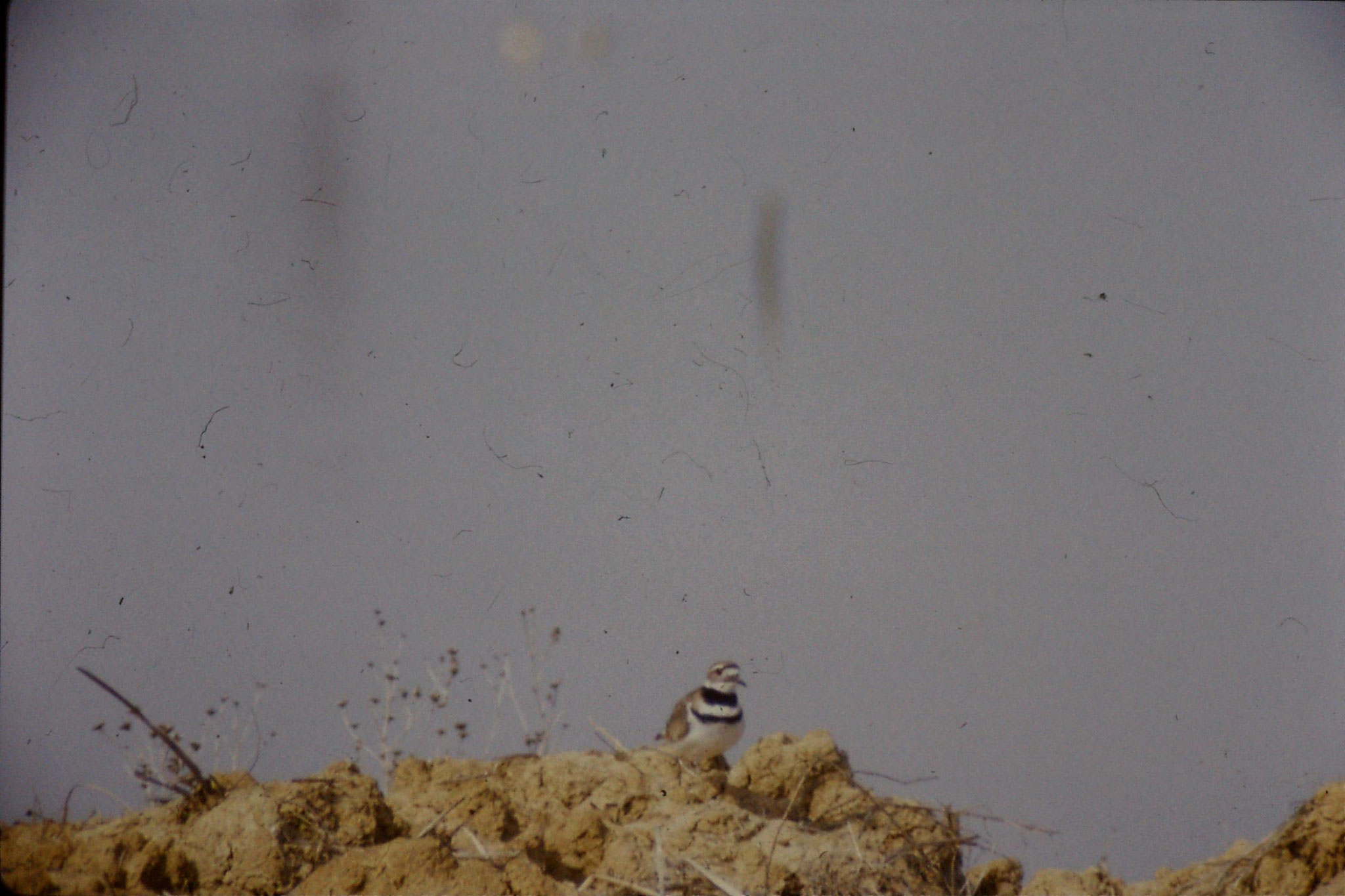 15/2/1991: 13: Sacramento NWR, Killdeer