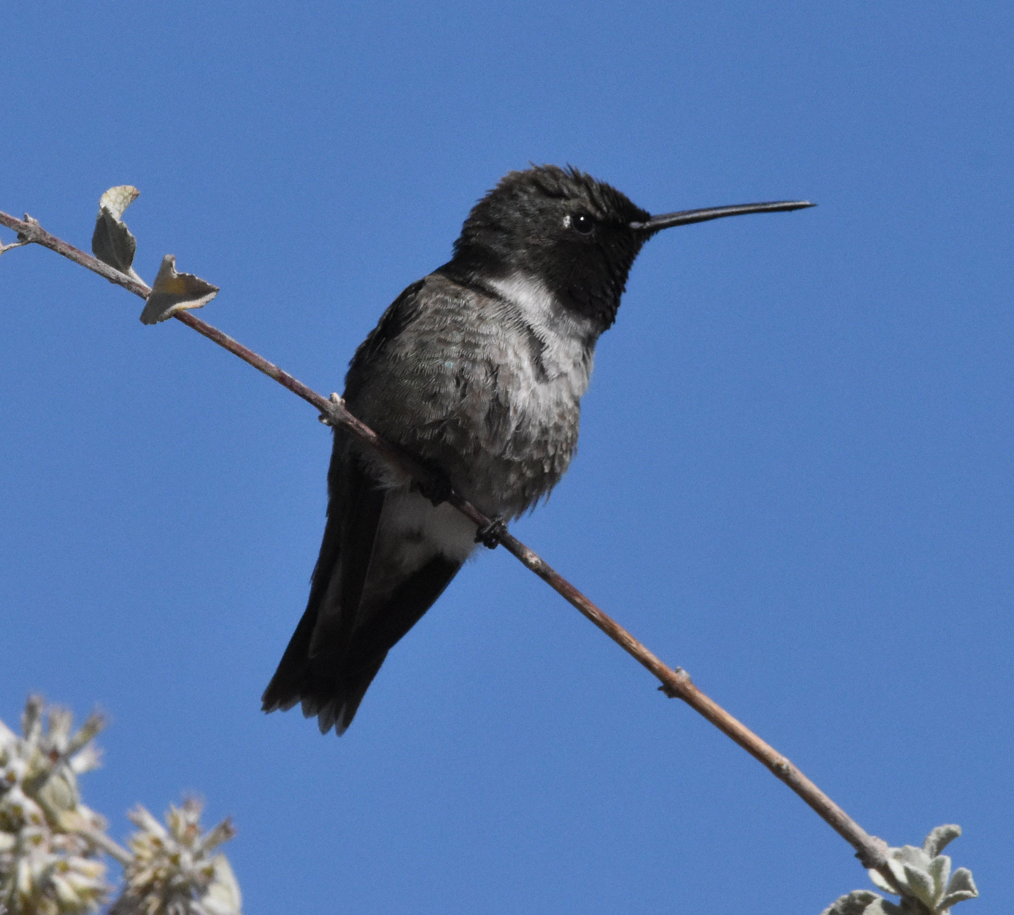 Black-chinned humingbird