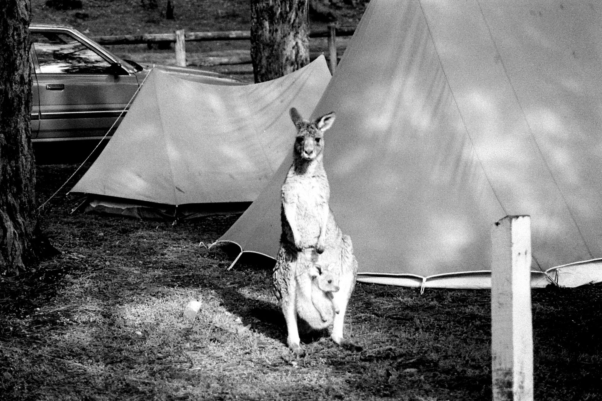 21/9/1990: 26: Grampians Zumsteins campsite