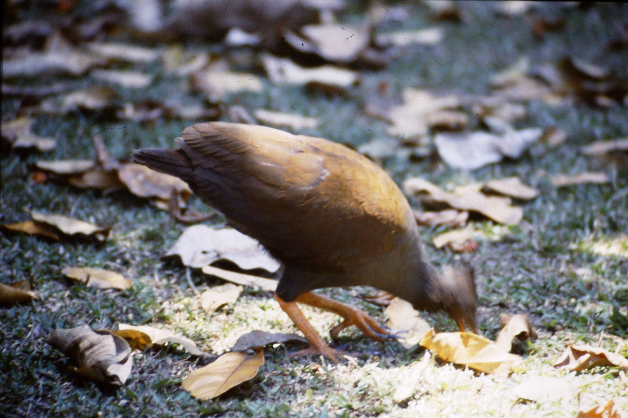 22/10/1990: 9: Julatten, orange footed scrub fowl