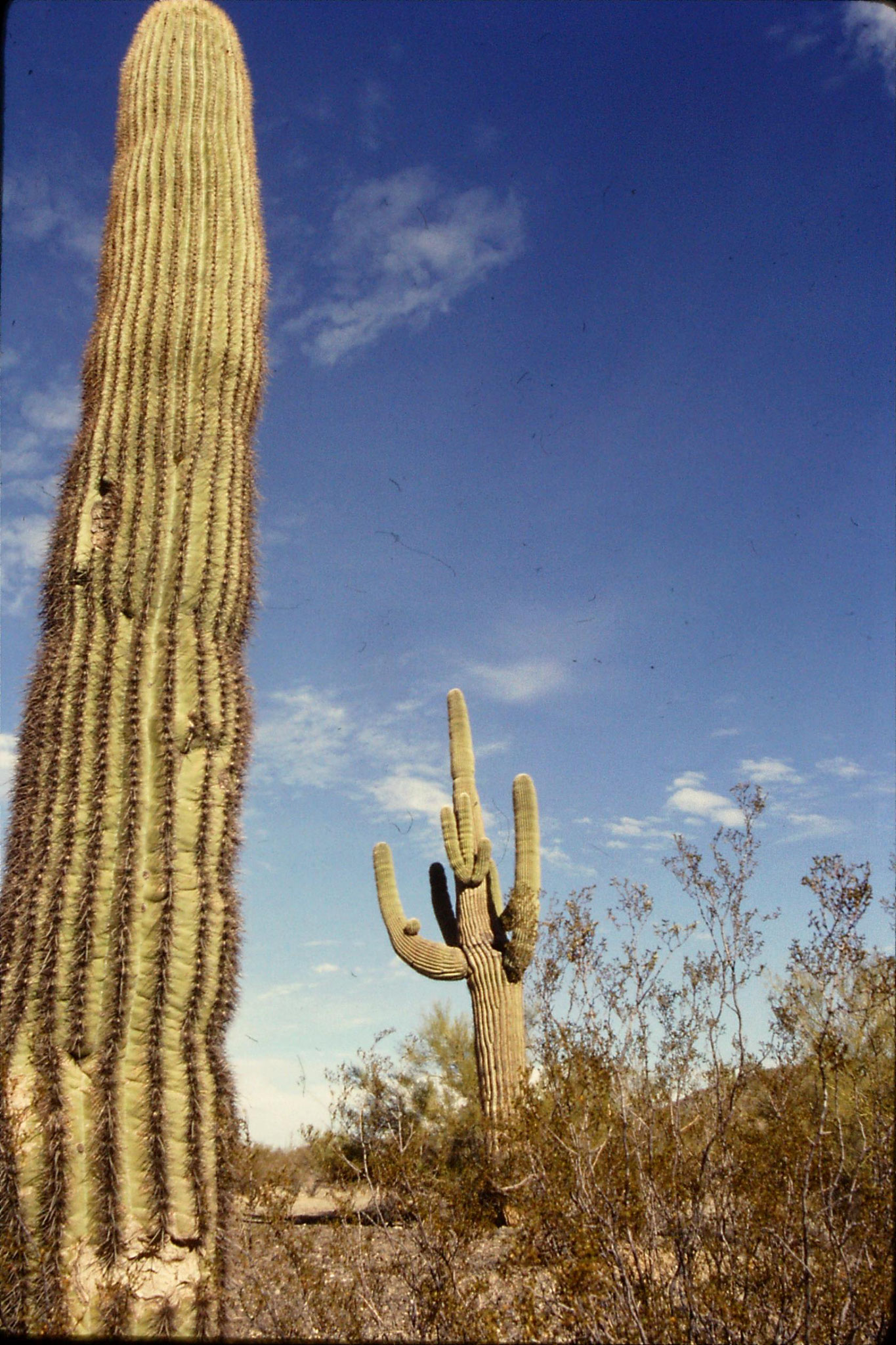11/12/1990: 6: Saguaro cacti (10-20ft) between Salome and I-10