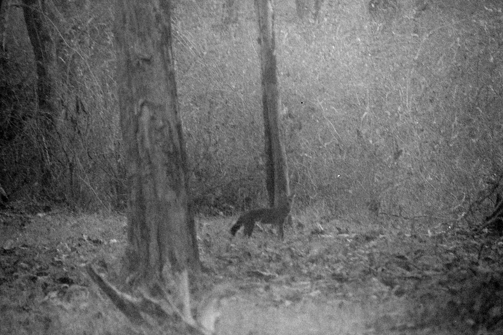 11/3/1990: 29: Nagarahole wild dog