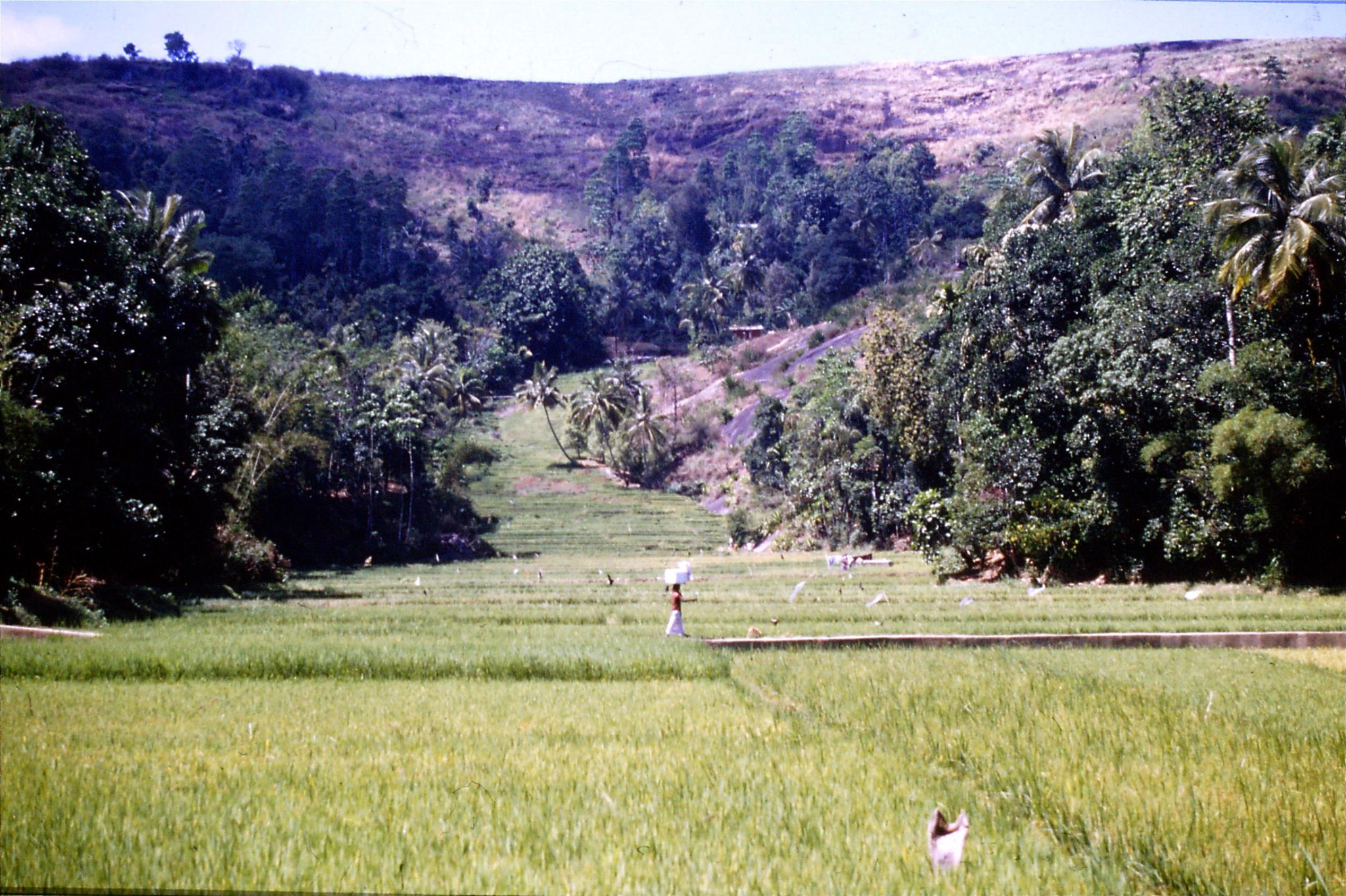 5/2/1990: 18: Outside Kandy 