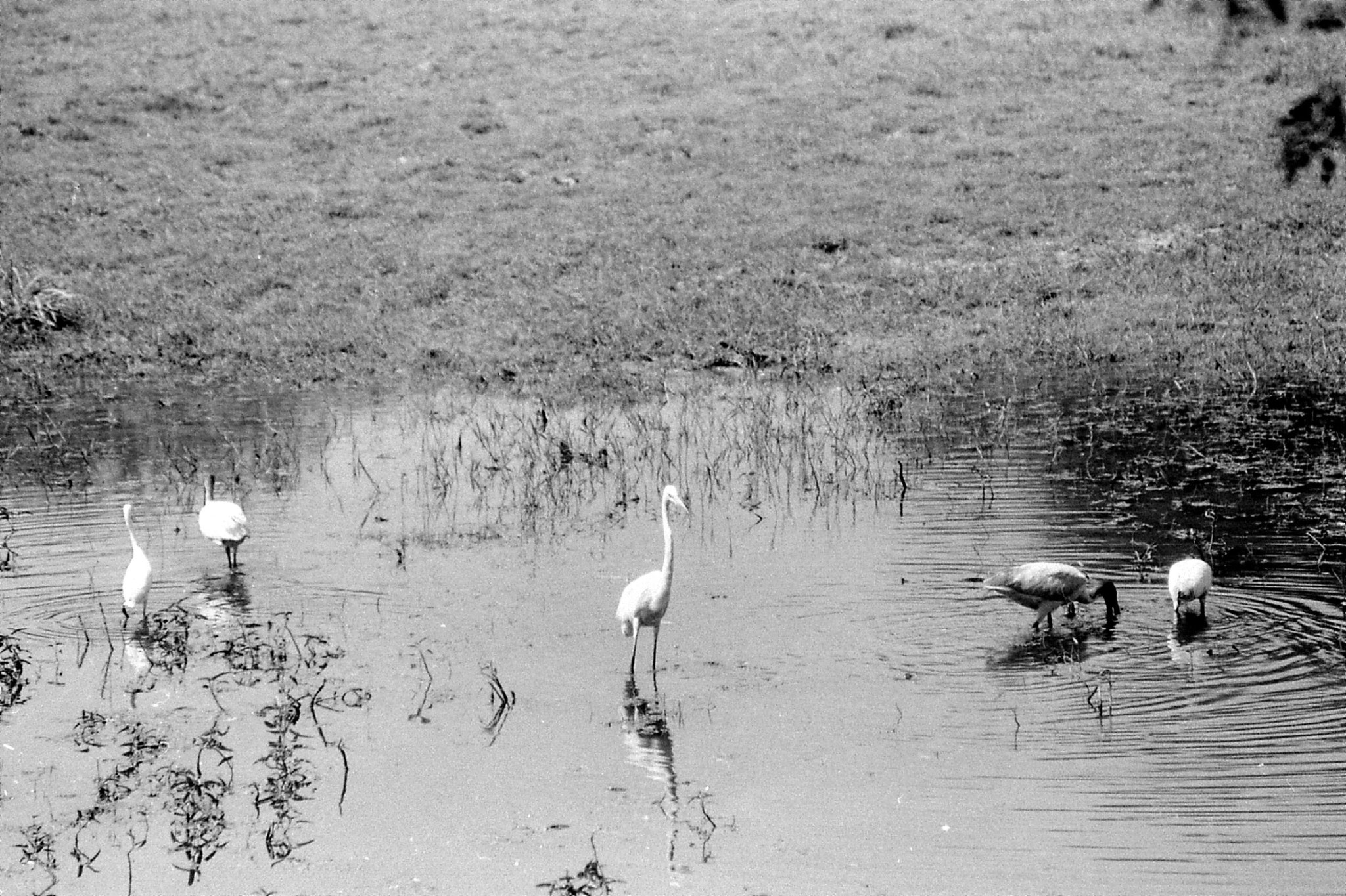 1/4/1990: 6: Bharatpur