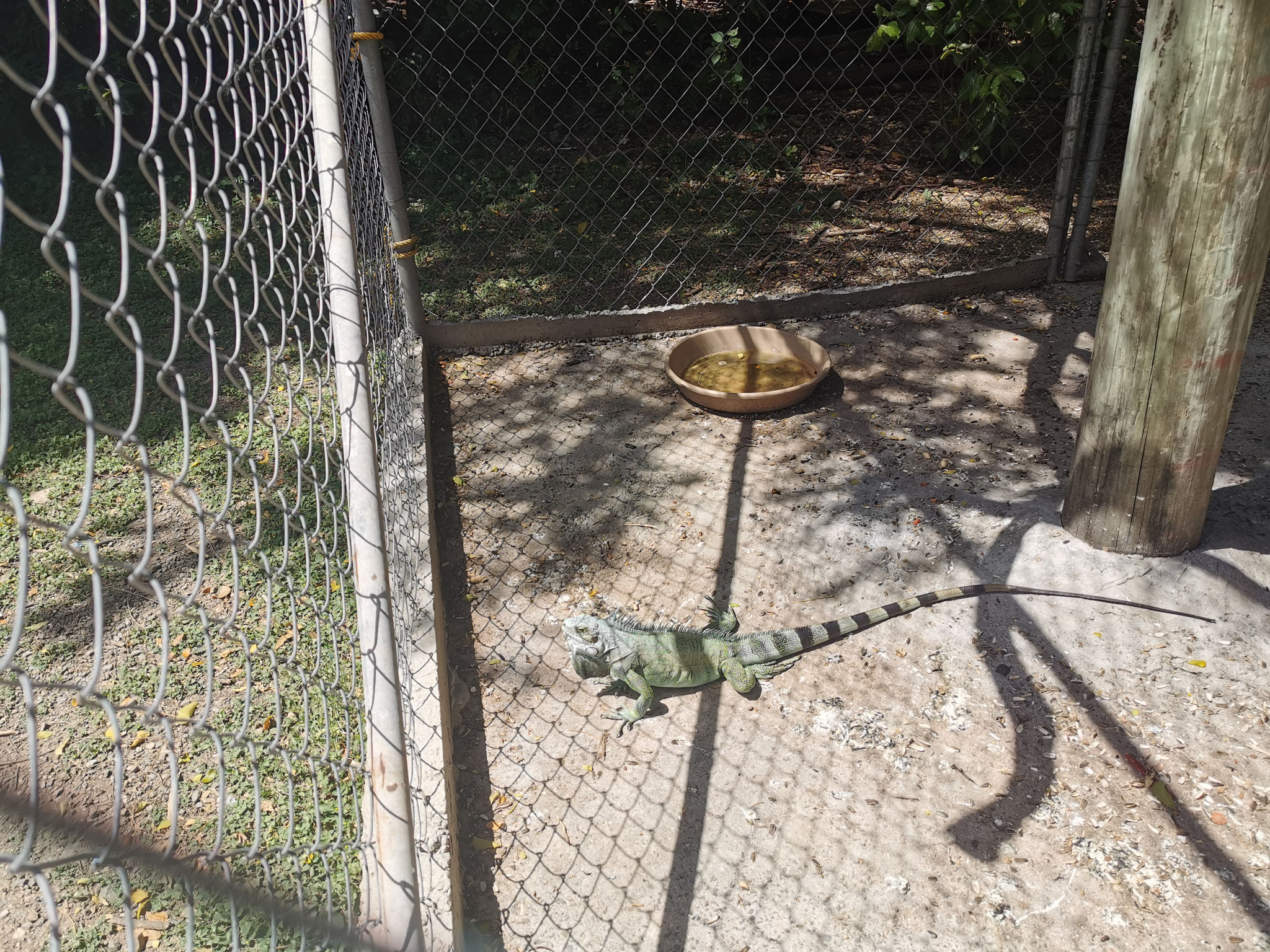 Visit to Sting Ray City - iguana