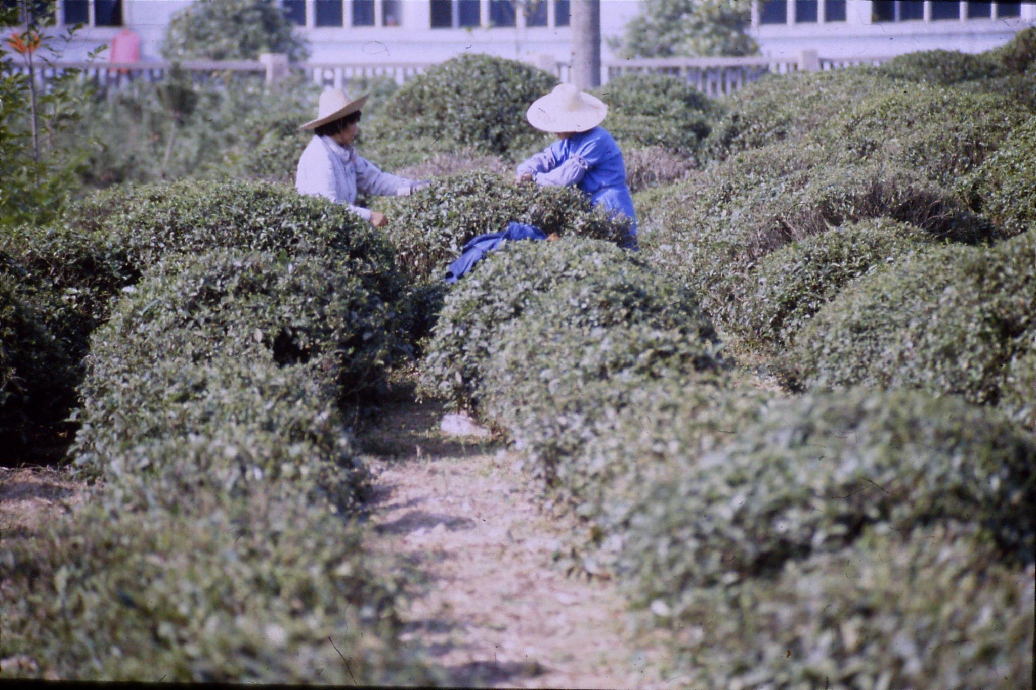 1/6/1989: 31: teapickers near university