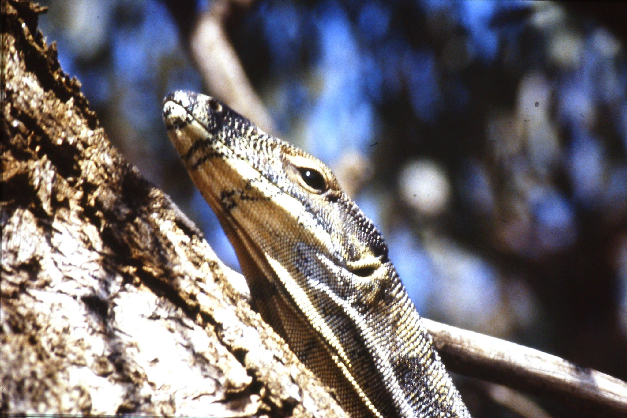 24/9/1990: 14: Hattah Kulkyne, goanna