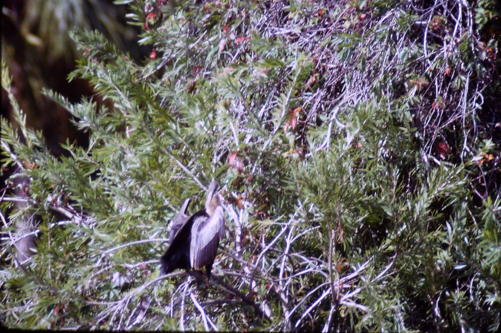 19/12/1990: 8: Margate, anhinga