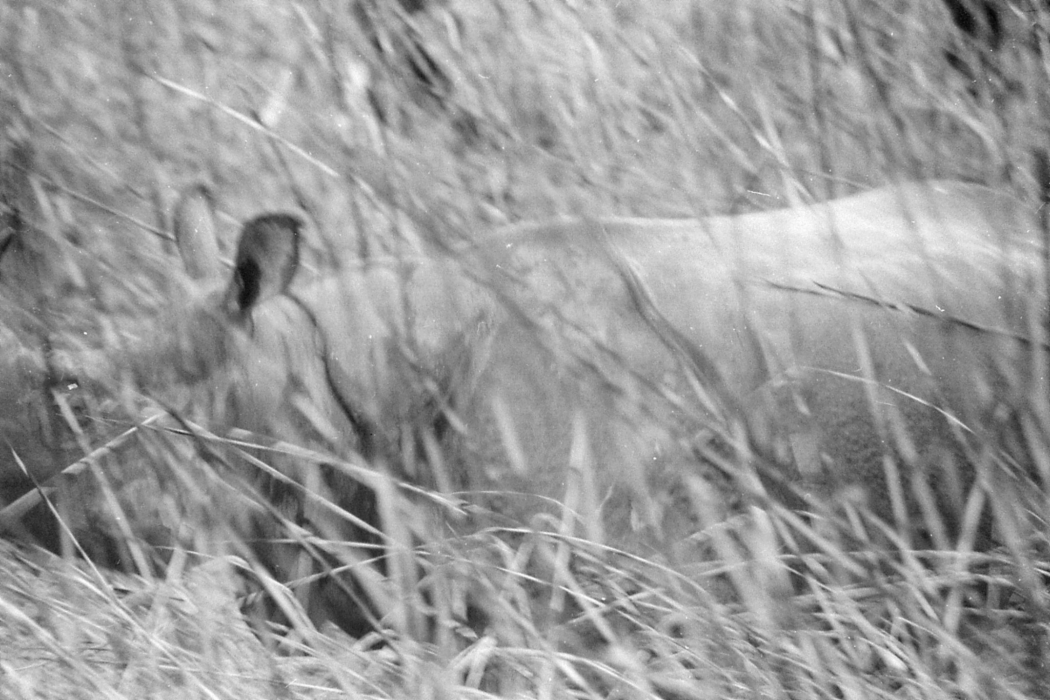 9/4/1990: 29: Kaziranga Indian One Horned Rhino