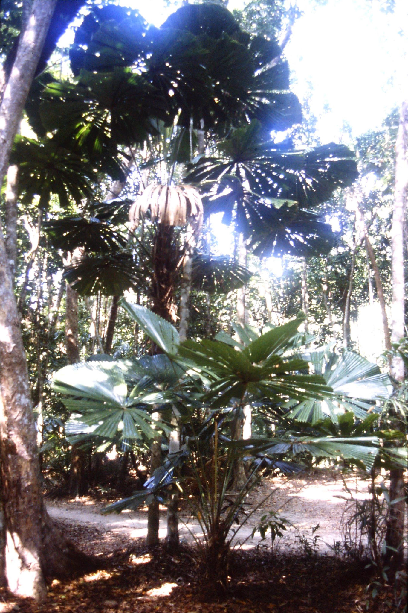 27/10/1990: 20: Cape Tribulation, fan palms