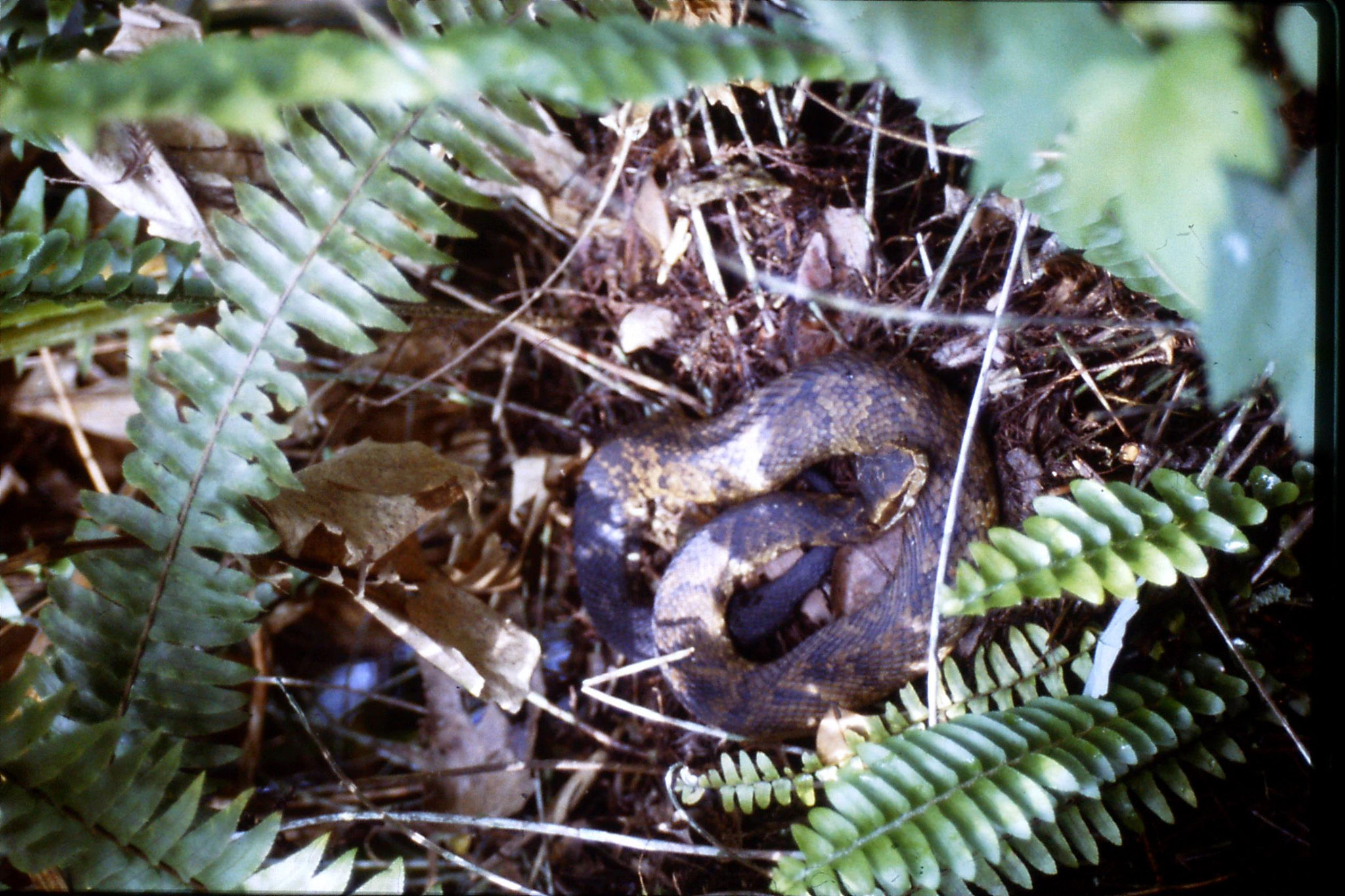 25/2/1991: 11: Corkscrew Swamp snake