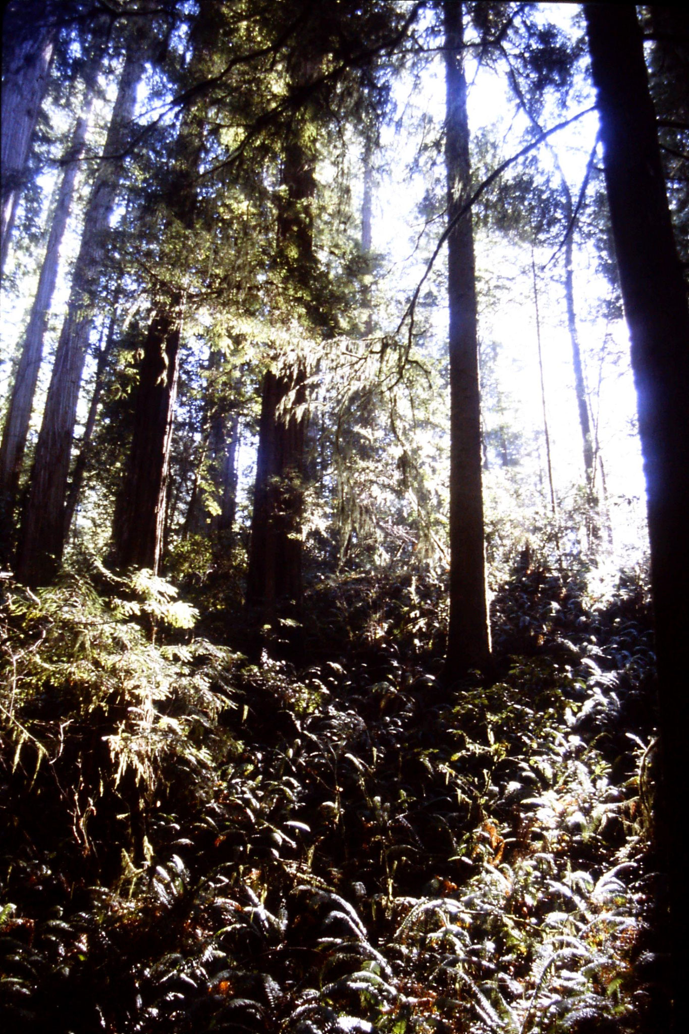 14/2/1991: 0: Jedediah Smith Redwood Park