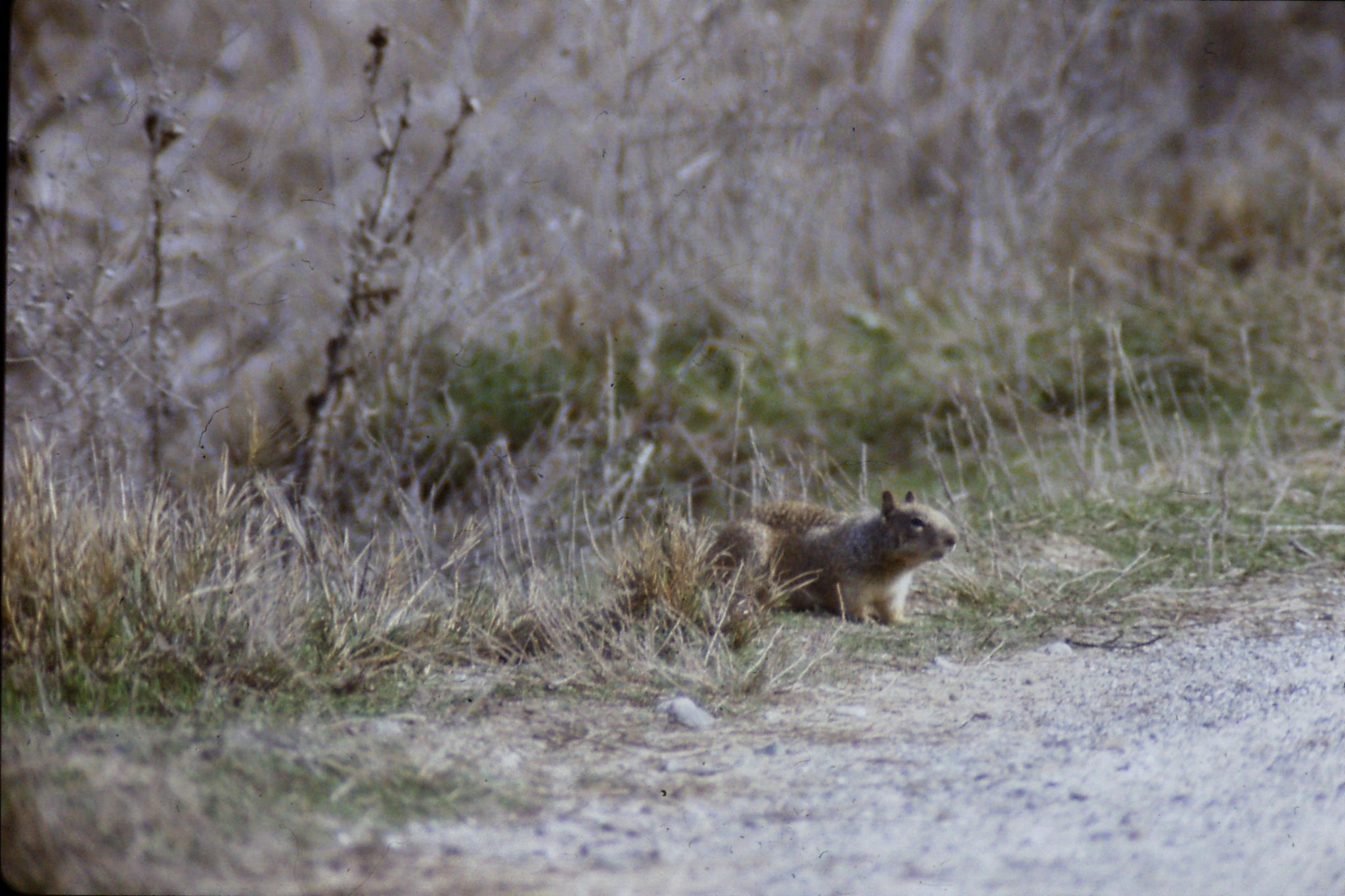 15/2/1991: 7: Sacramento NWR, Beechy Ground Squirrel