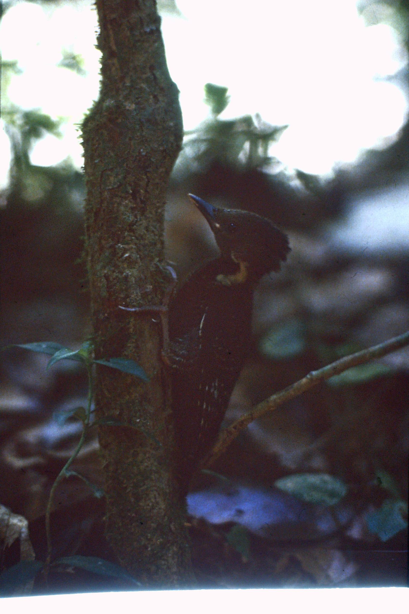 23/6/1990: 36: Tamen Negara woodpecker fledgling