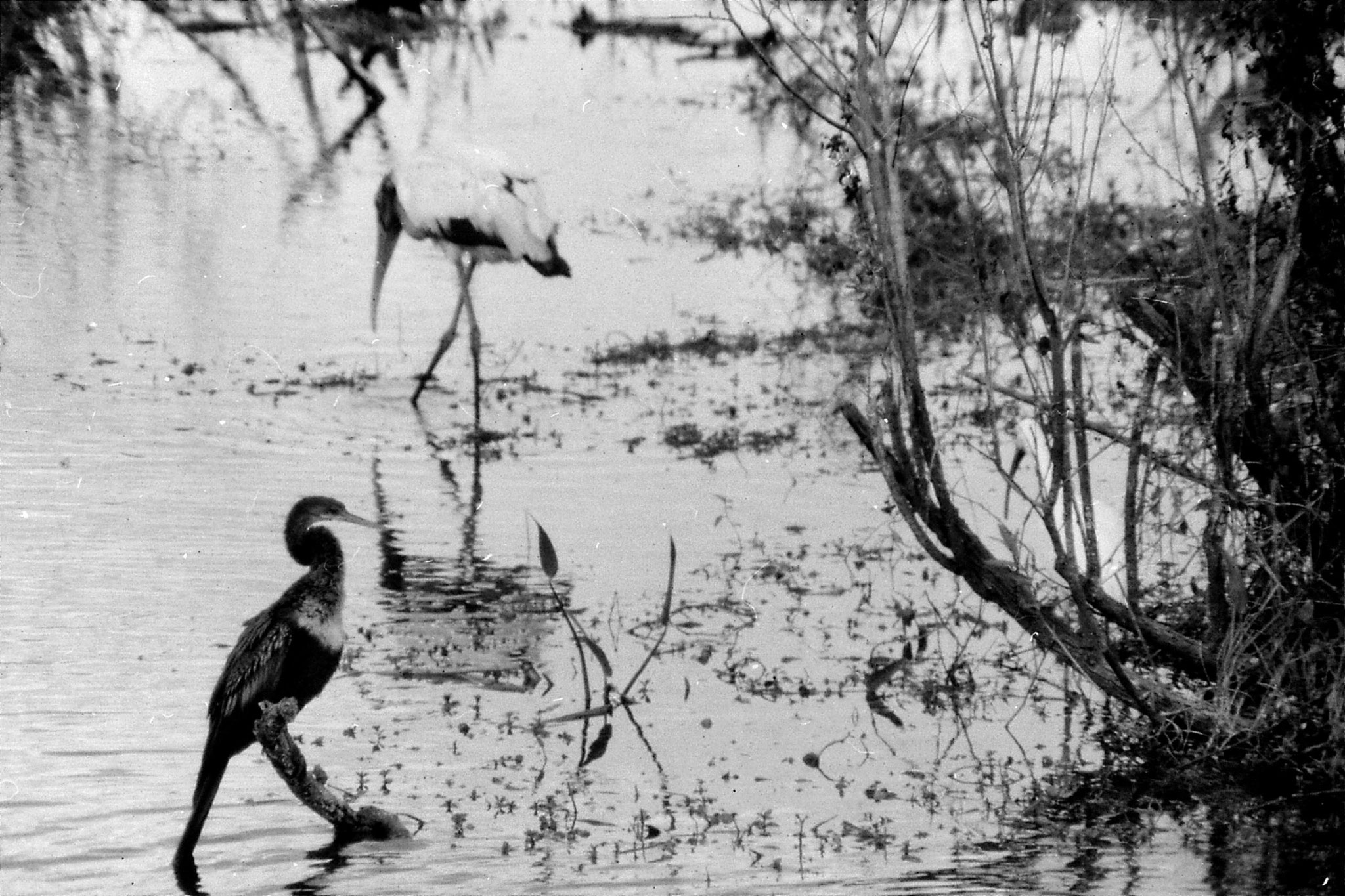 21/12/1990: 9: Everglades, anhinga