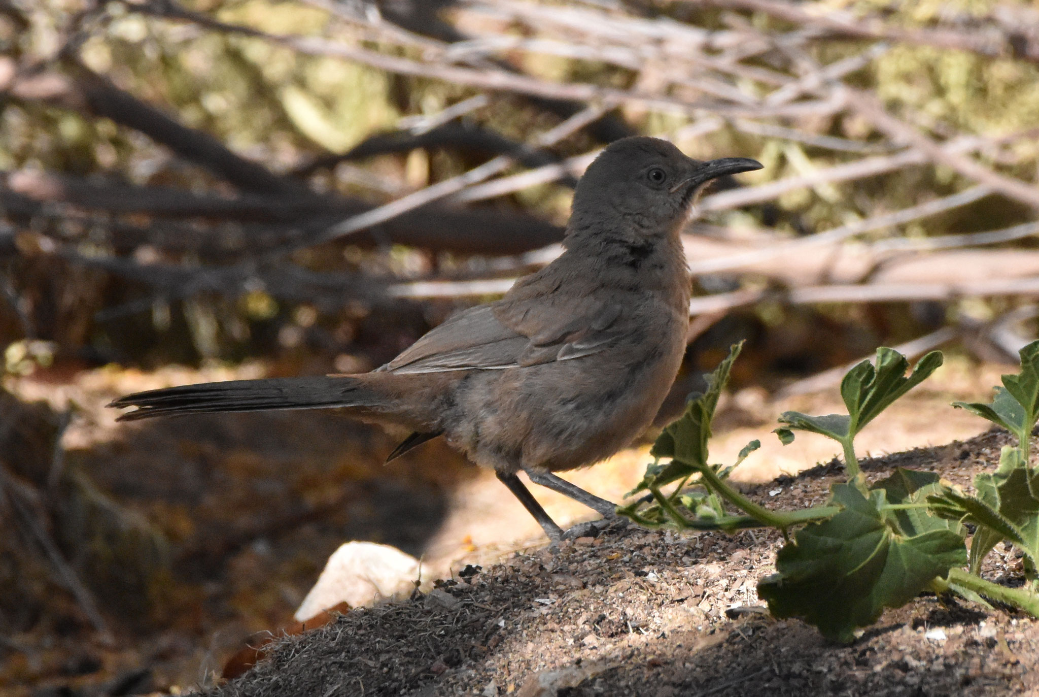 Curved billed Thrasher