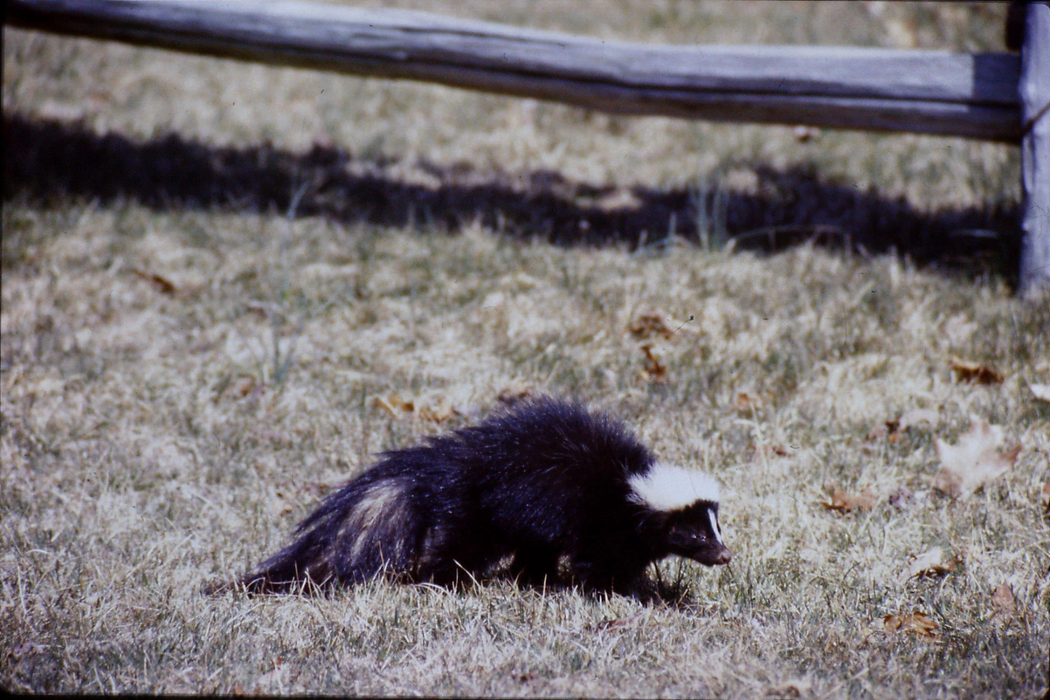 17/3/1991: 28: Benge Gap skunk