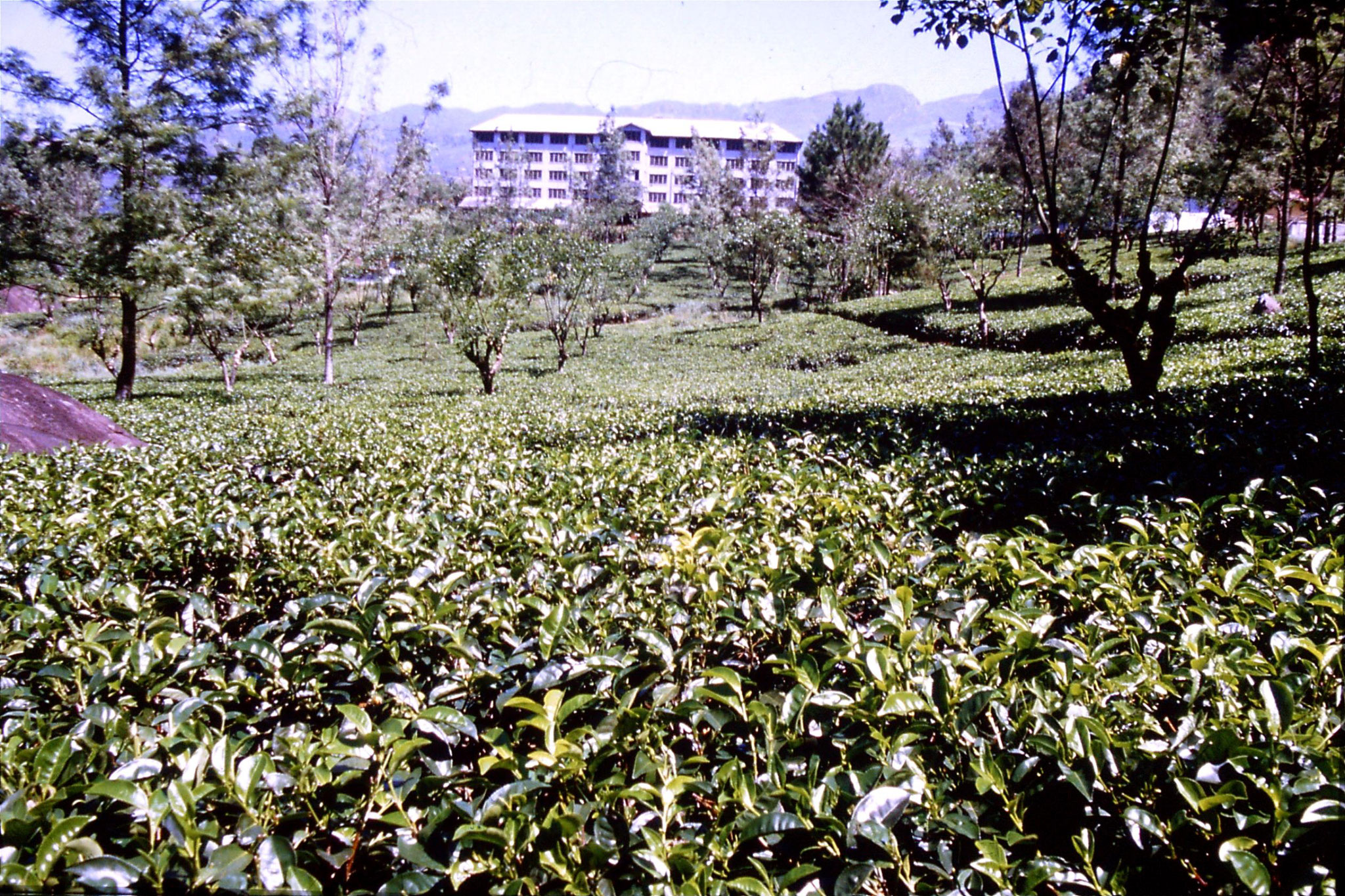 3/2/1990: 6: north of Nuwara Eliya, tea fields