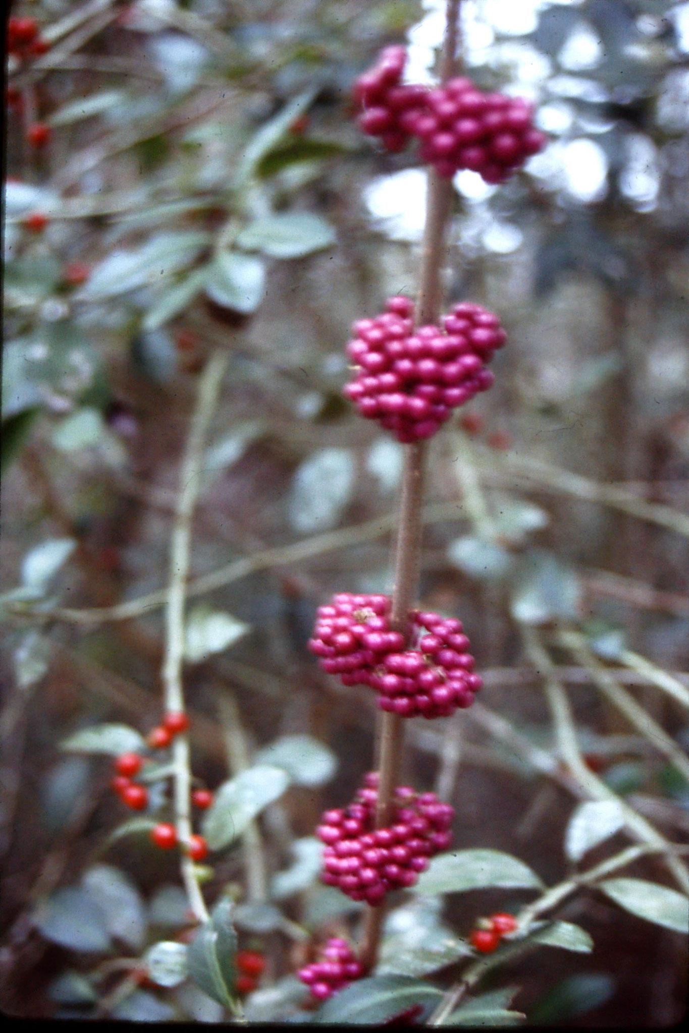 3/1/1991: 16: Gainesville, Beautyberry